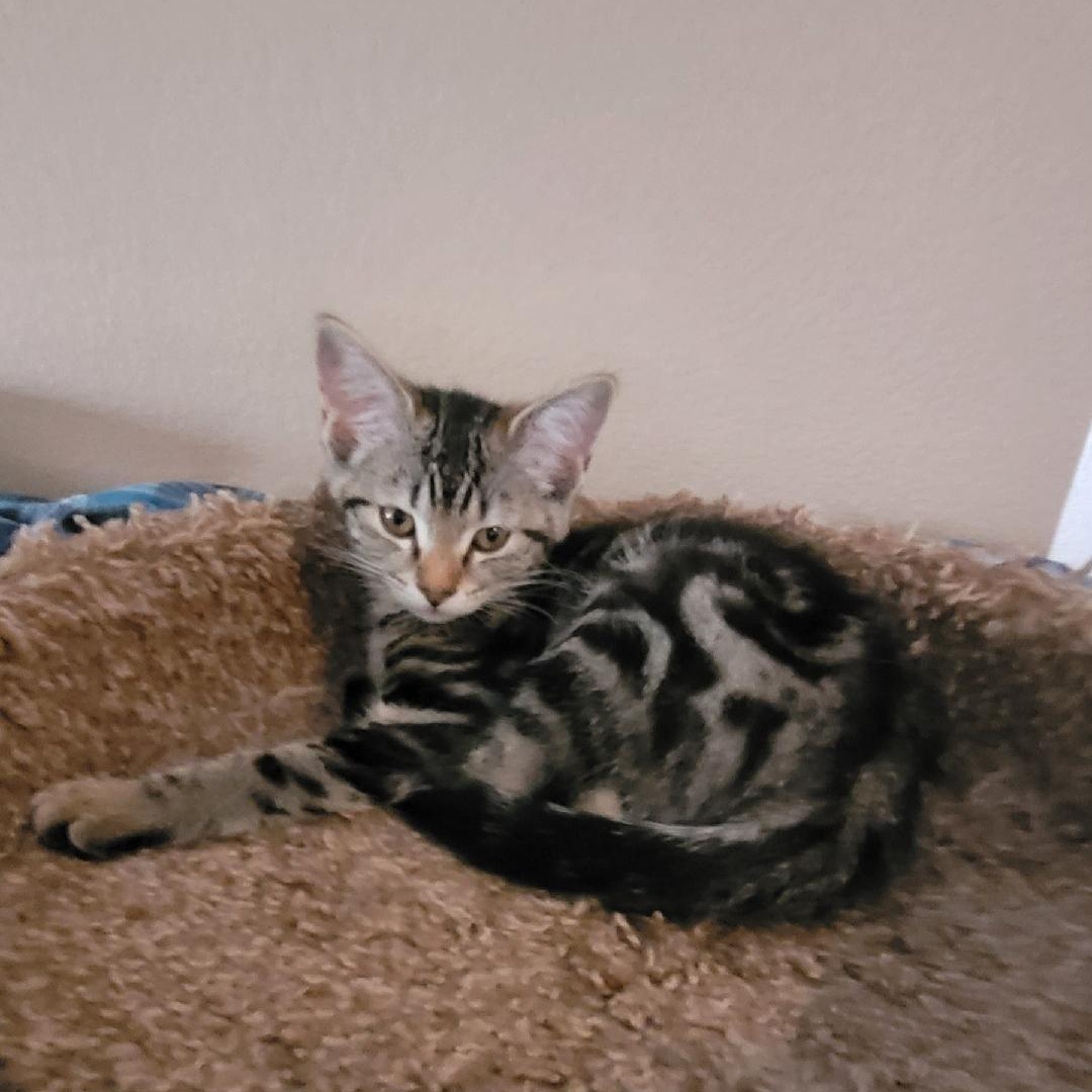 TENNY, ADOPTABLE, Kitten Female Tabby & Domestic Short Hair.