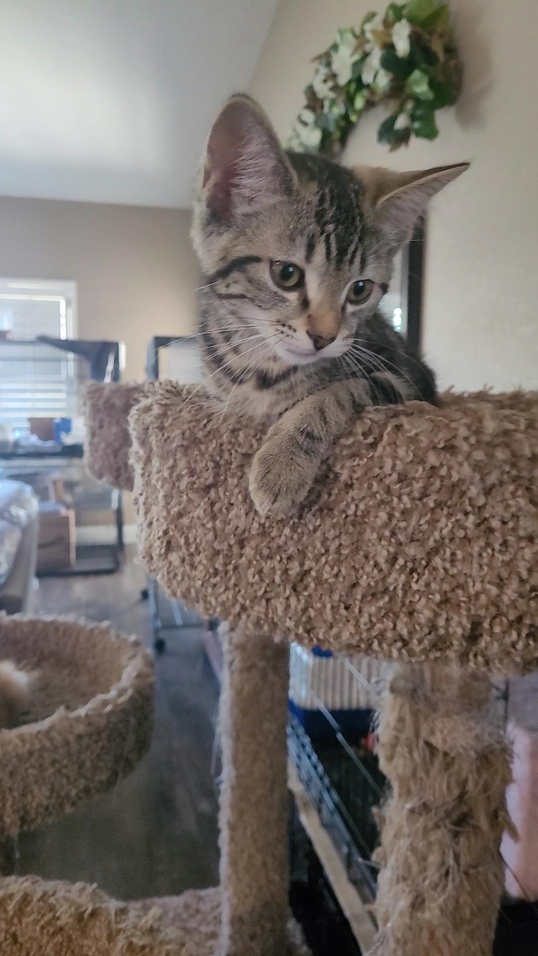 TENNY, a ADOPTABLE mixed breed in Escalon, CA image 4/6