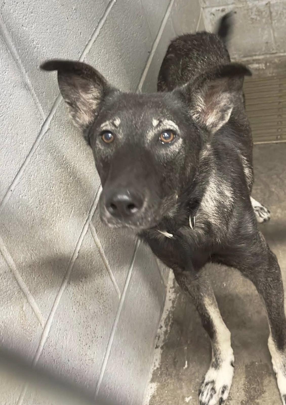 GRU, a Adopted German Shepherd Dog in Wilmington, DE image 2/5