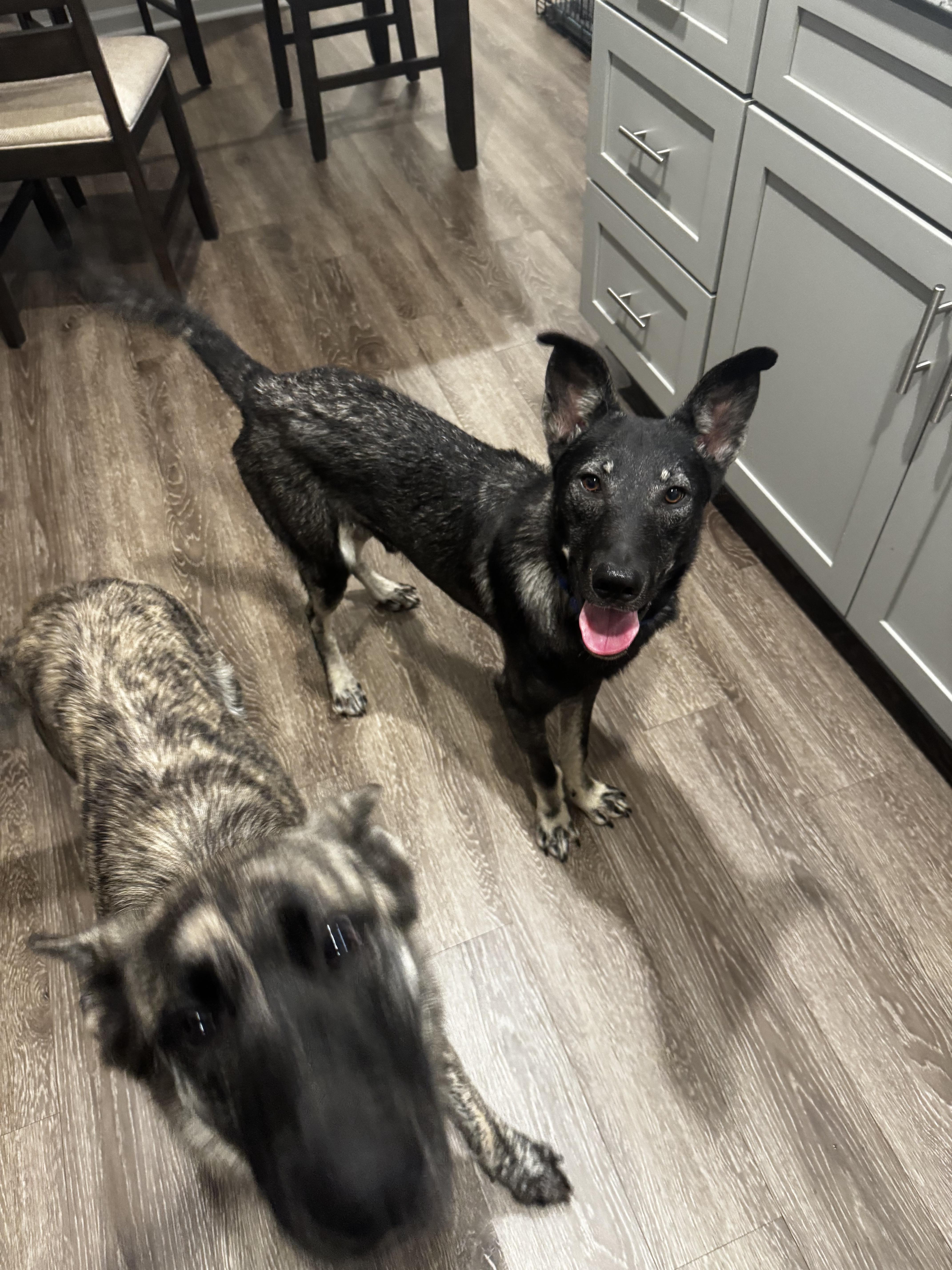 GRU, a Adopted German Shepherd Dog in Wilmington, DE image 3/5