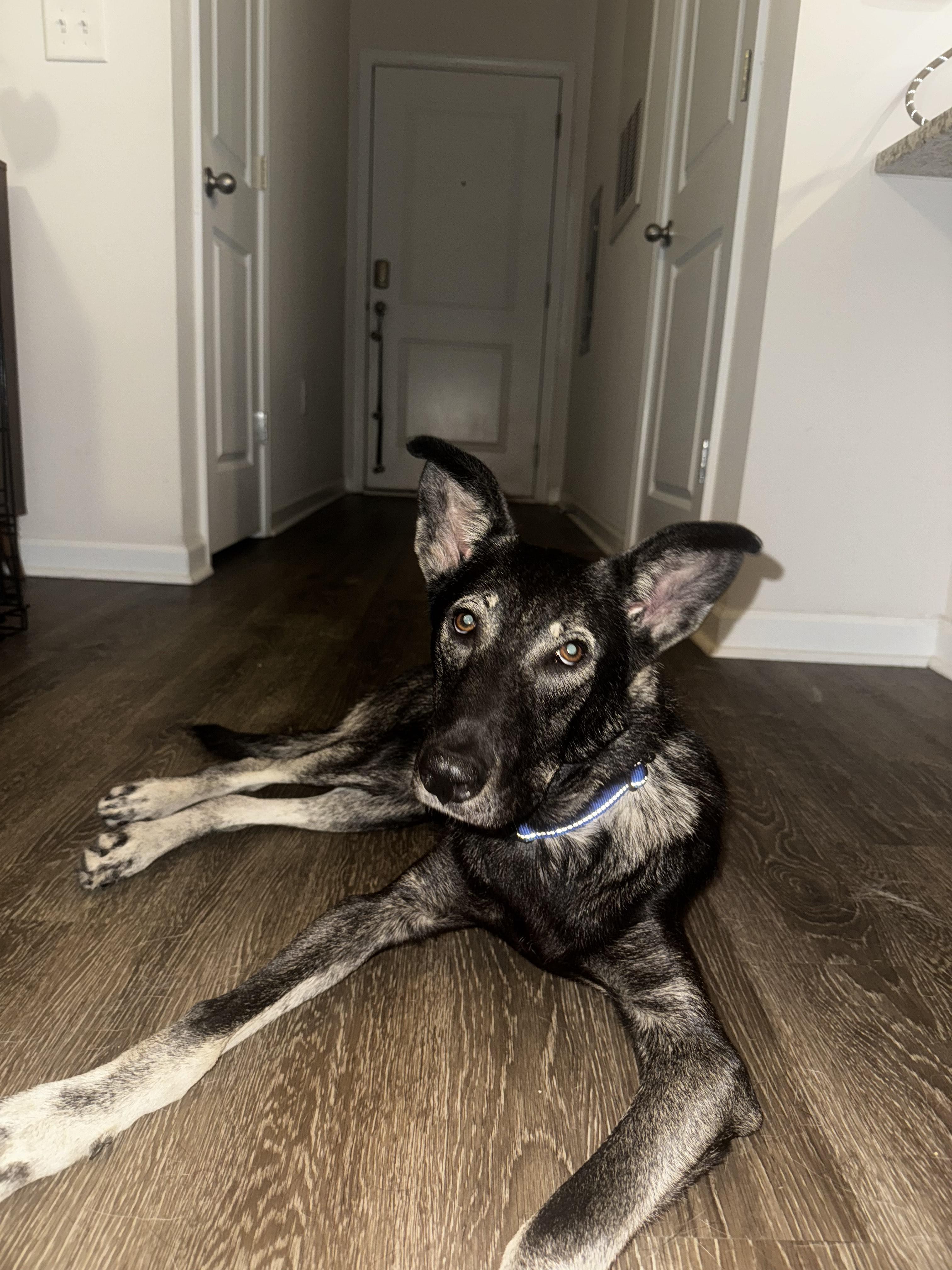 GRU, Adopted, Young Male German Shepherd Dog.