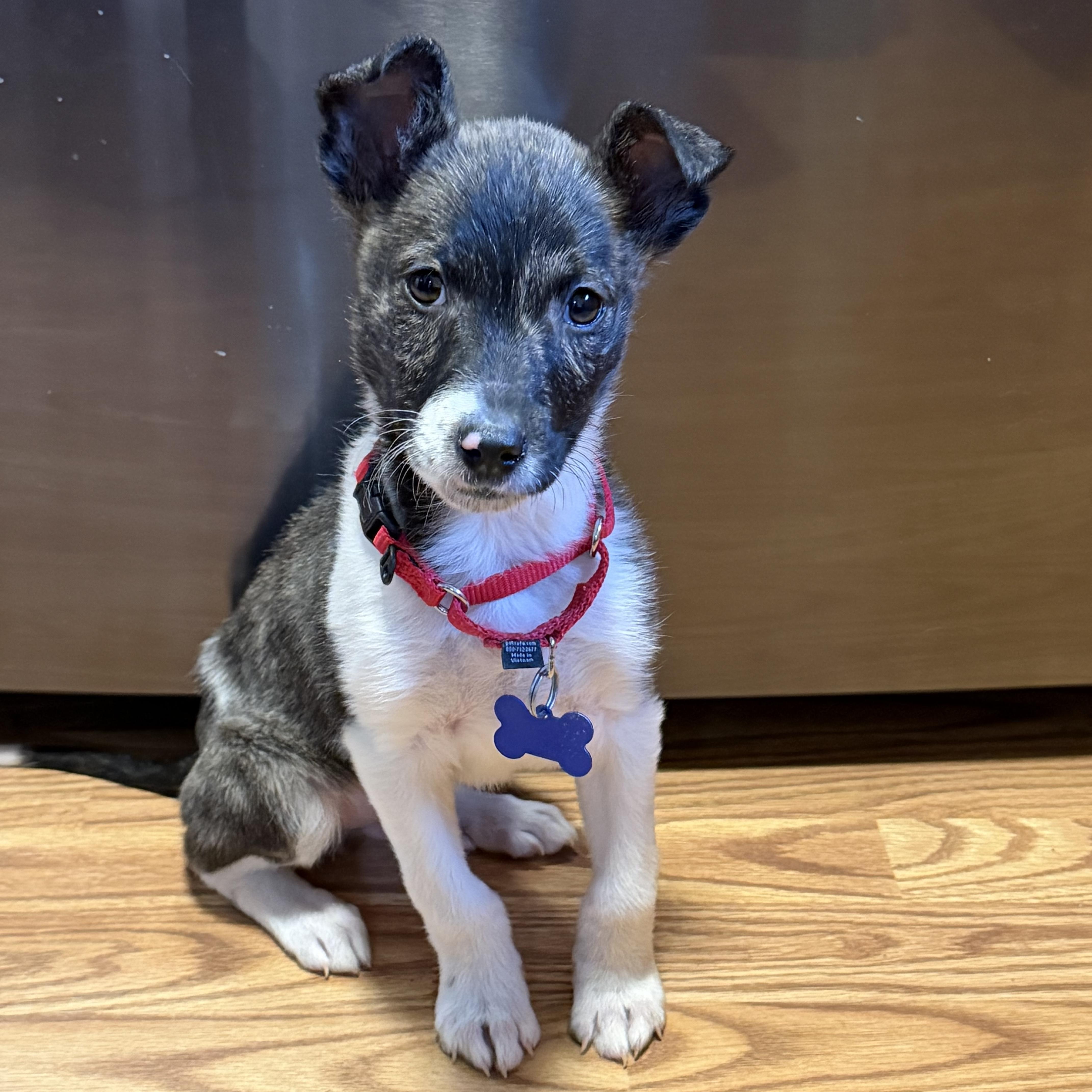 Enlarge Easton, a ADOPTABLE mixed breed in Winter, WI image 2/2