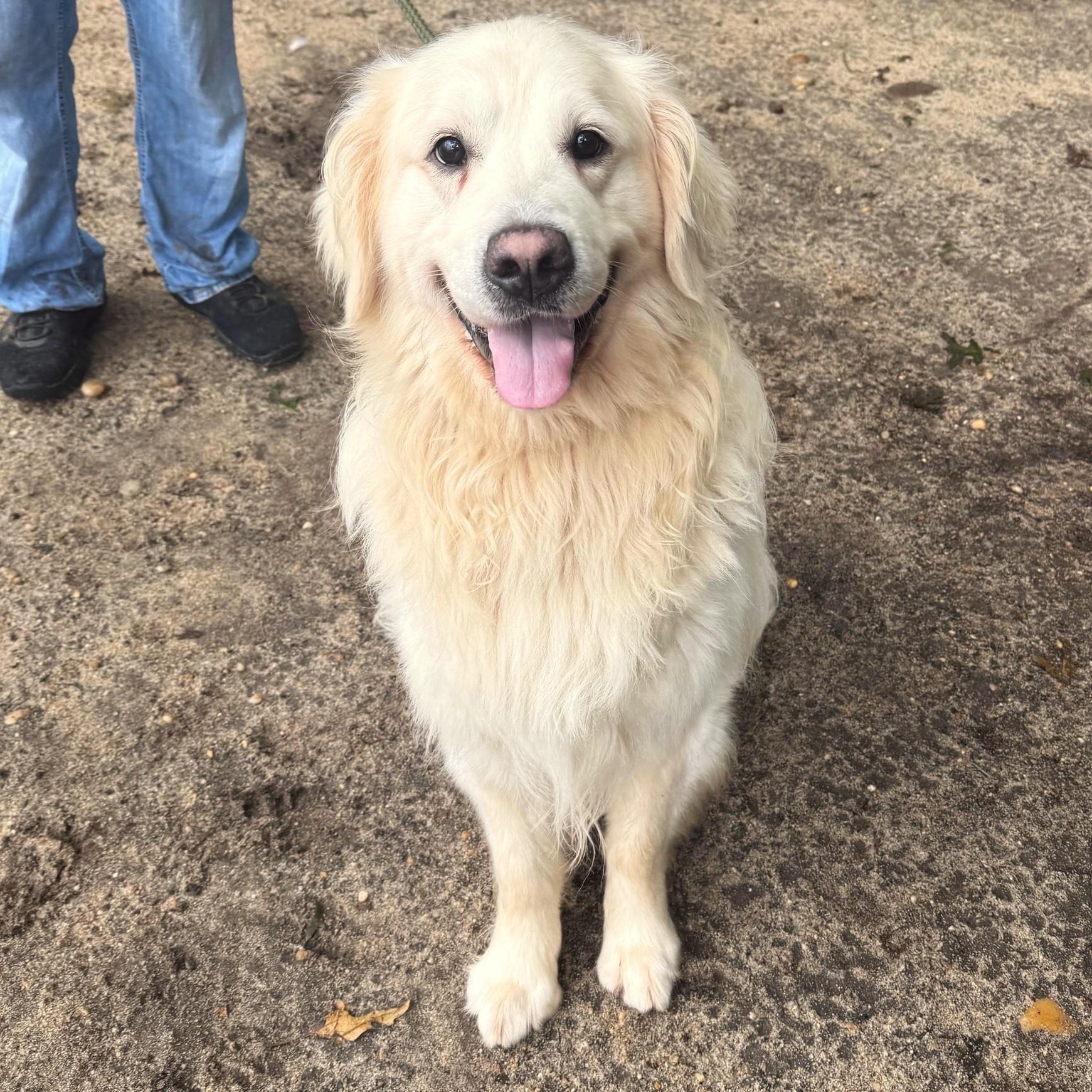 Enlarge Barron, a Adopted Golden Retriever in Brookhaven, NY image 1/3