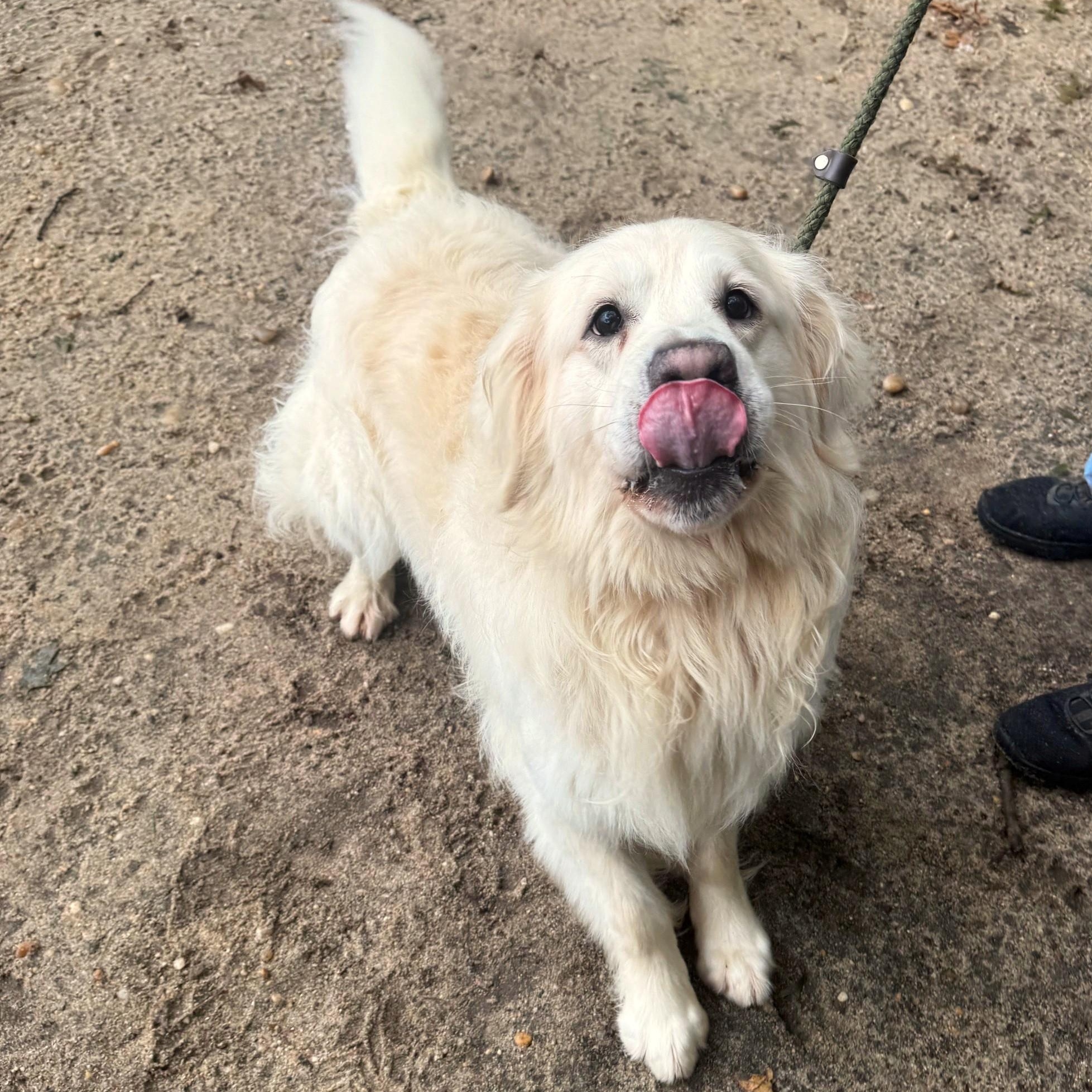 Enlarge Barron, a Adopted Golden Retriever in Brookhaven, NY image 3/3