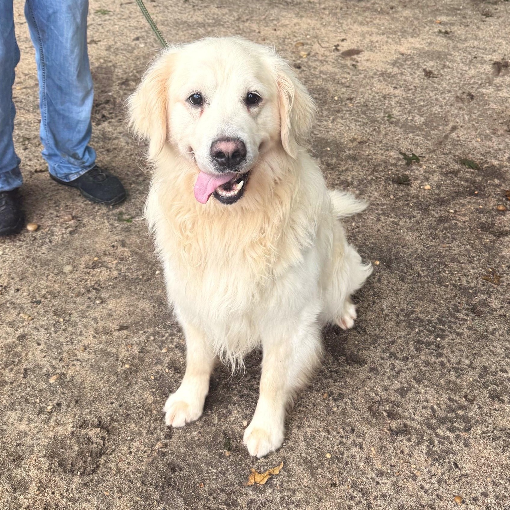 Enlarge Barron, a Adopted Golden Retriever in Brookhaven, NY image 2/3