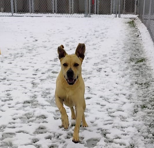 Enlarge Jilly Beans, a Adoptable mixed breed in Godfrey, IL image 2/4
