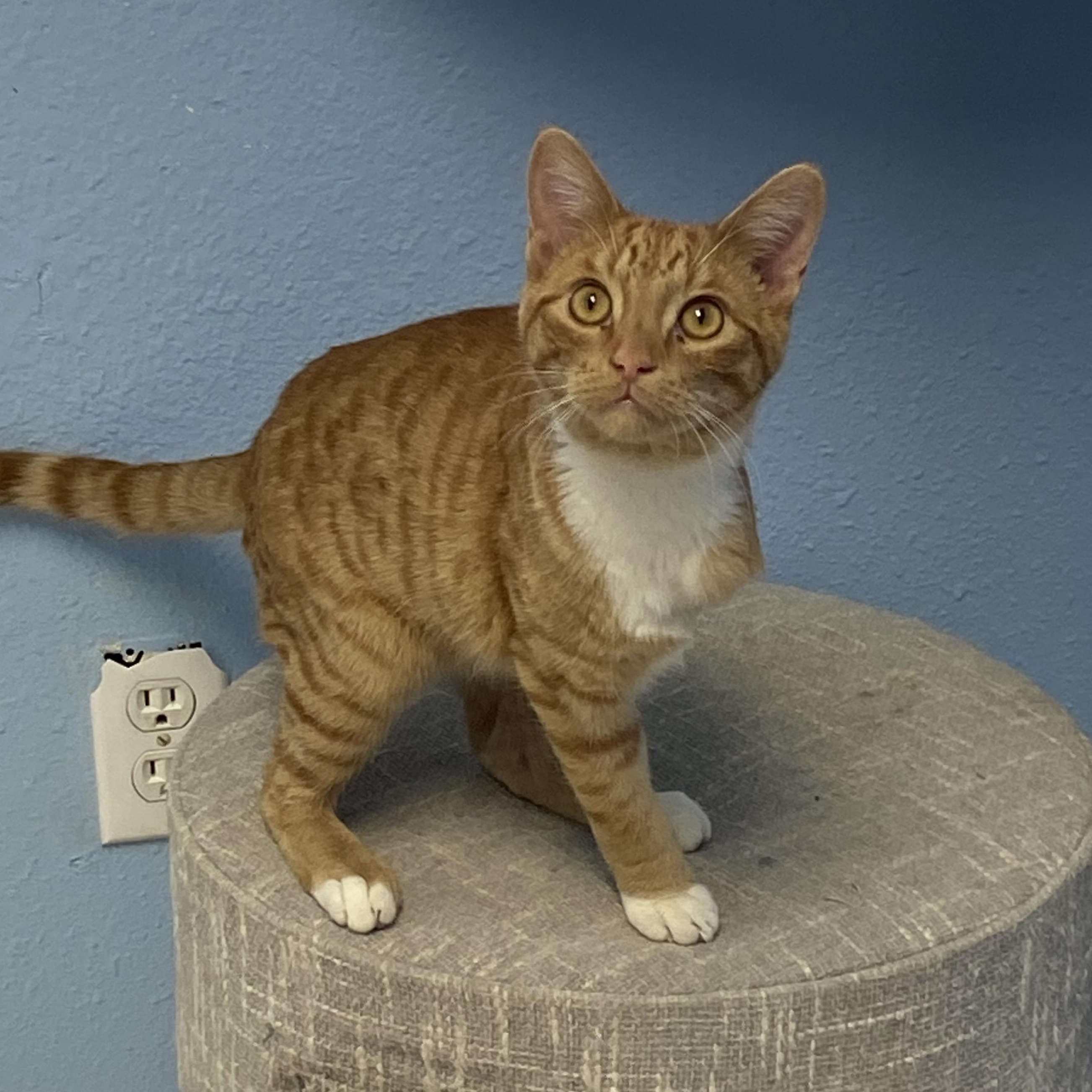 Enlarge Roady, a Adoptable Domestic Short Hair in Choteau, MT image 3/3