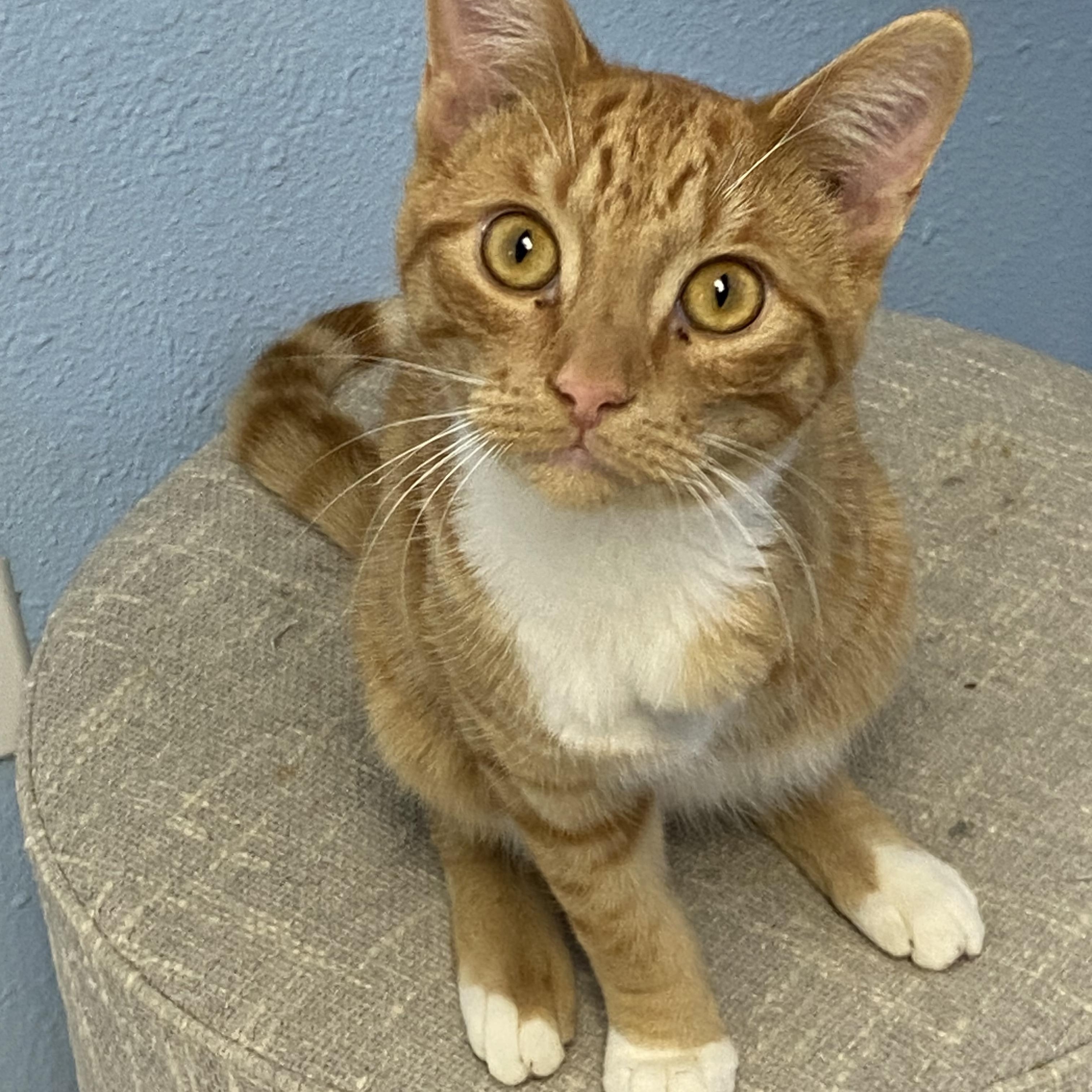 Enlarge Roady, a Adoptable Domestic Short Hair in Choteau, MT image 2/3