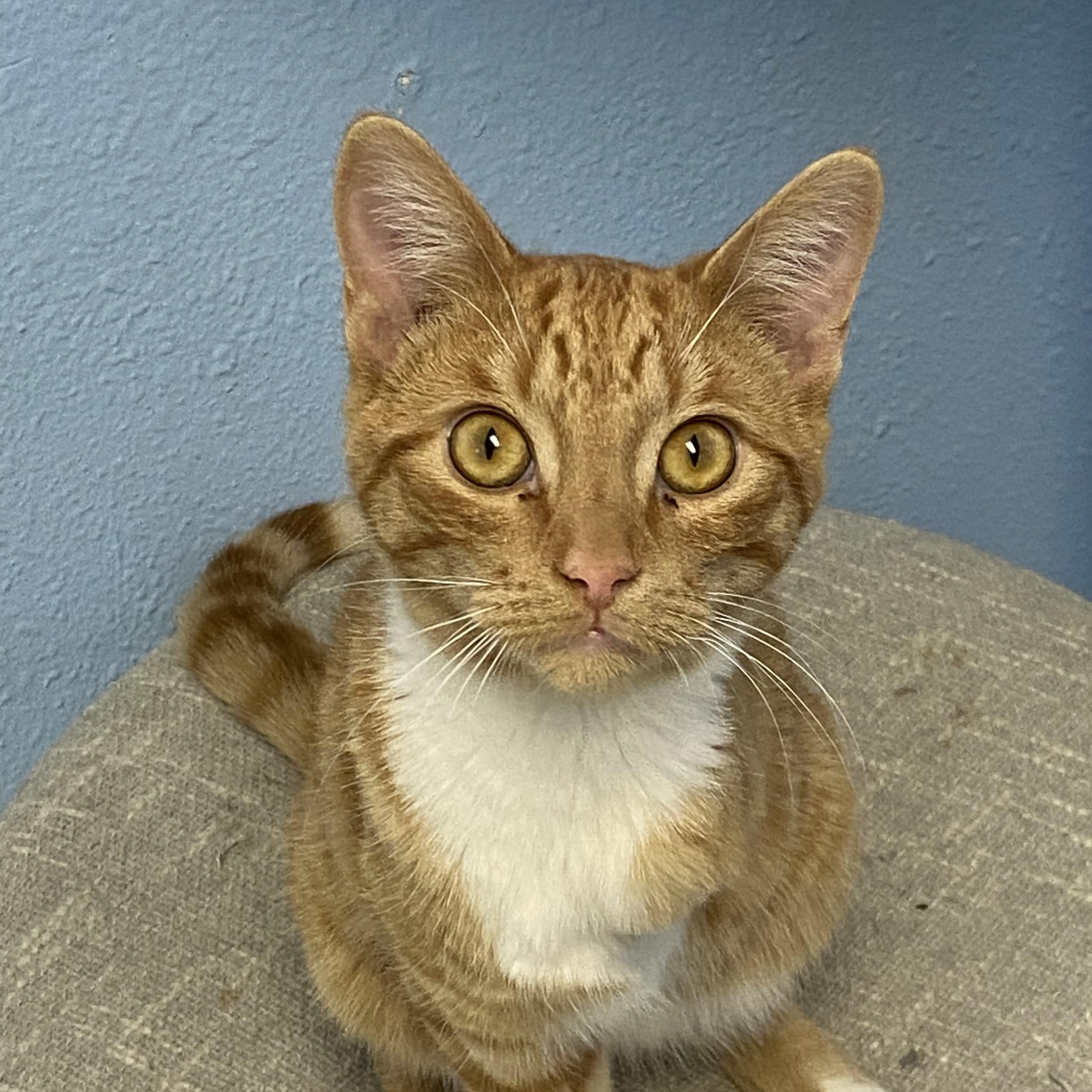 Roady, Adoptable, Young Male Domestic Short Hair.