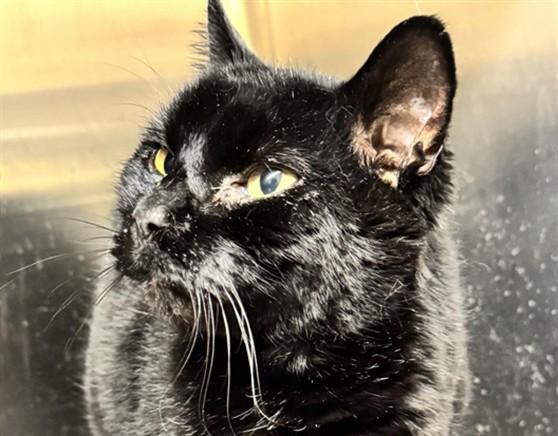TOTORO, Adoptable, Adult Male Domestic Short Hair & Domestic Short Hair.