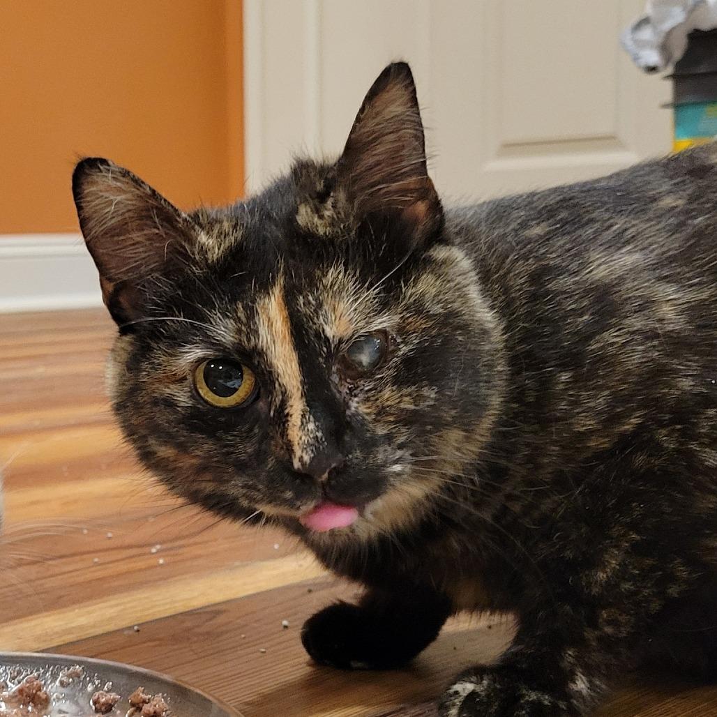 Annie, Adoptable, Adult Female Domestic Short Hair.