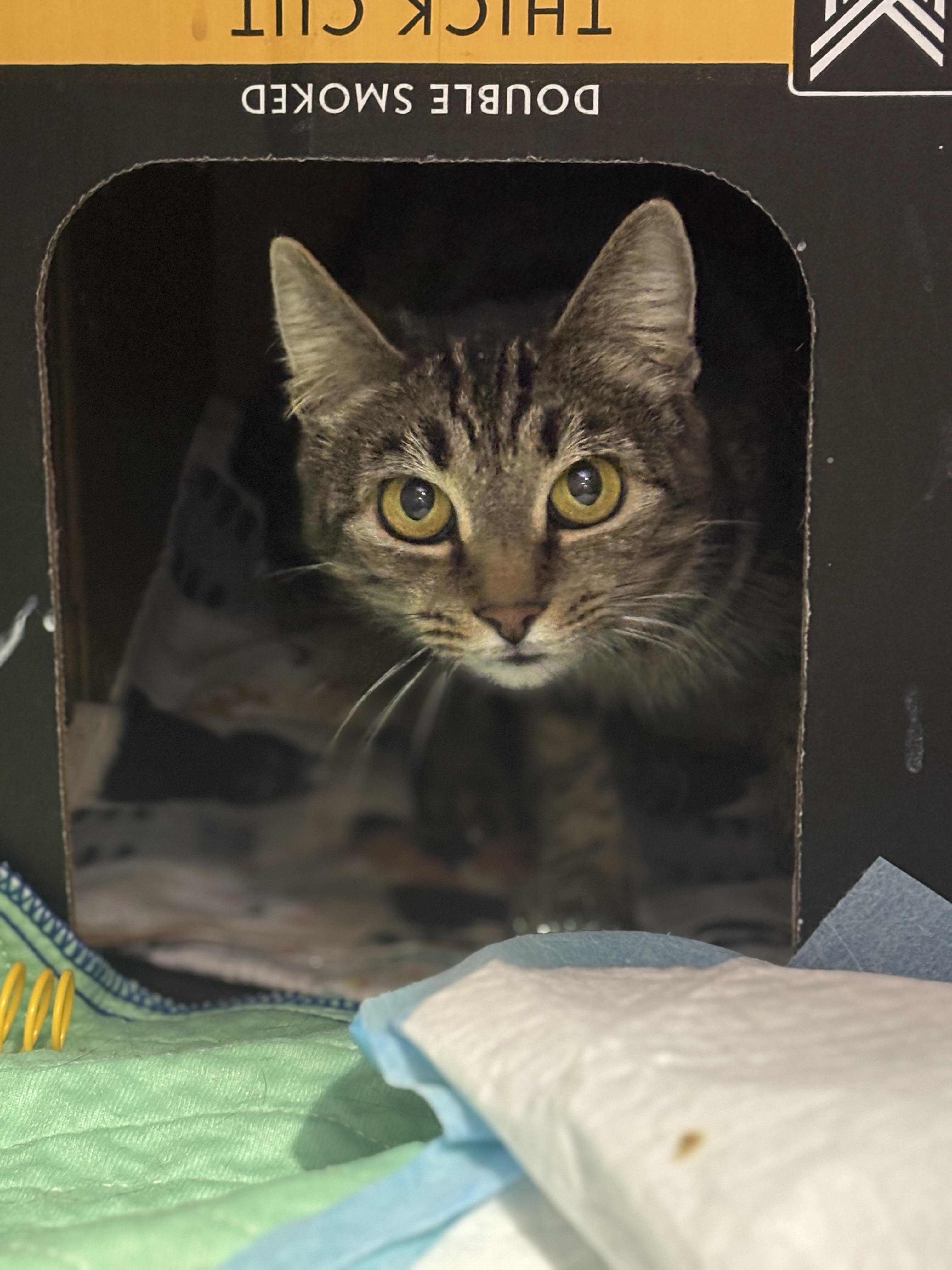 Chloe, an adopted Domestic Short Hair in Pittsburgh, PA image 6/6