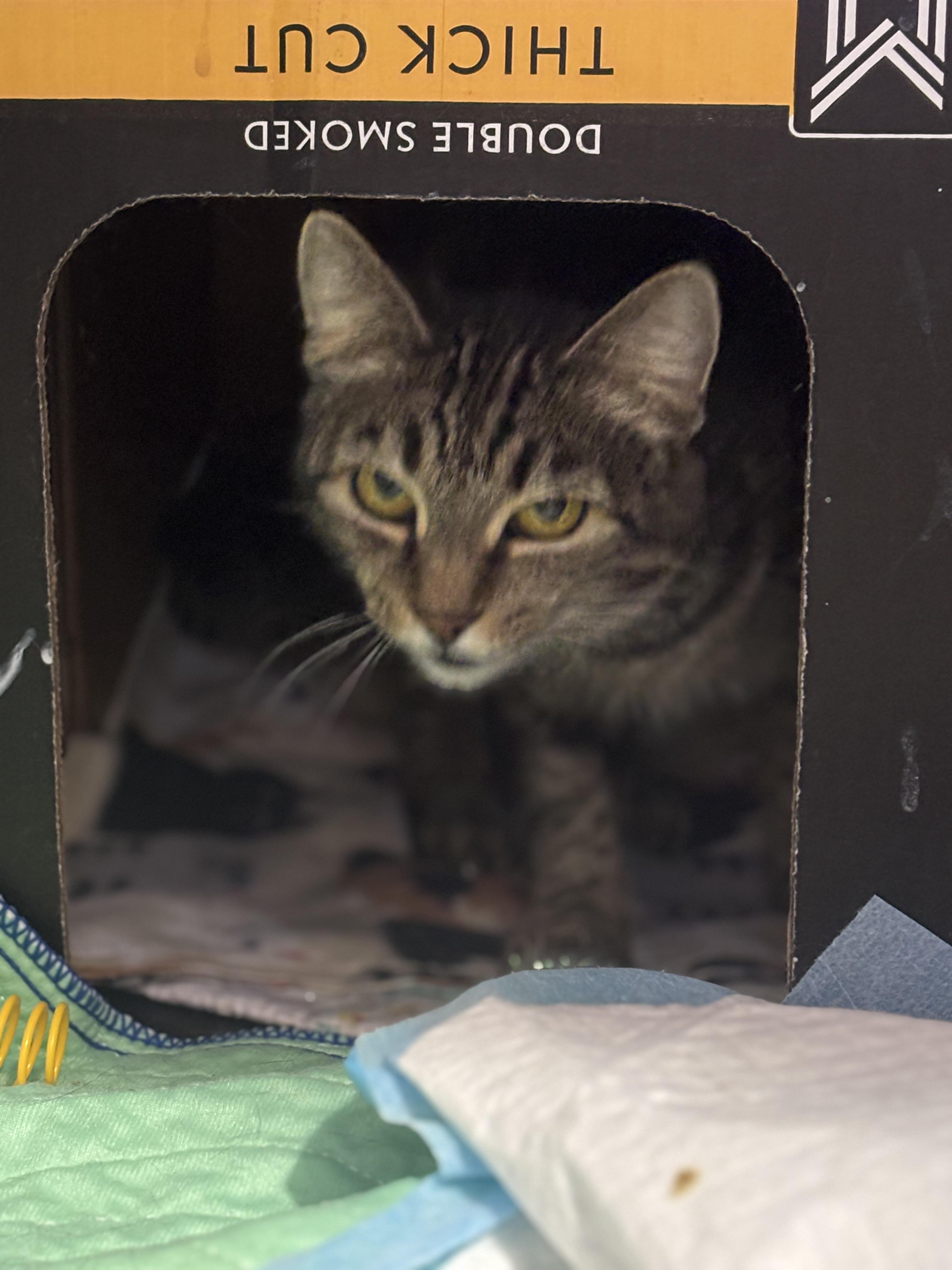 Chloe, an adopted Domestic Short Hair in Pittsburgh, PA image 3/6
