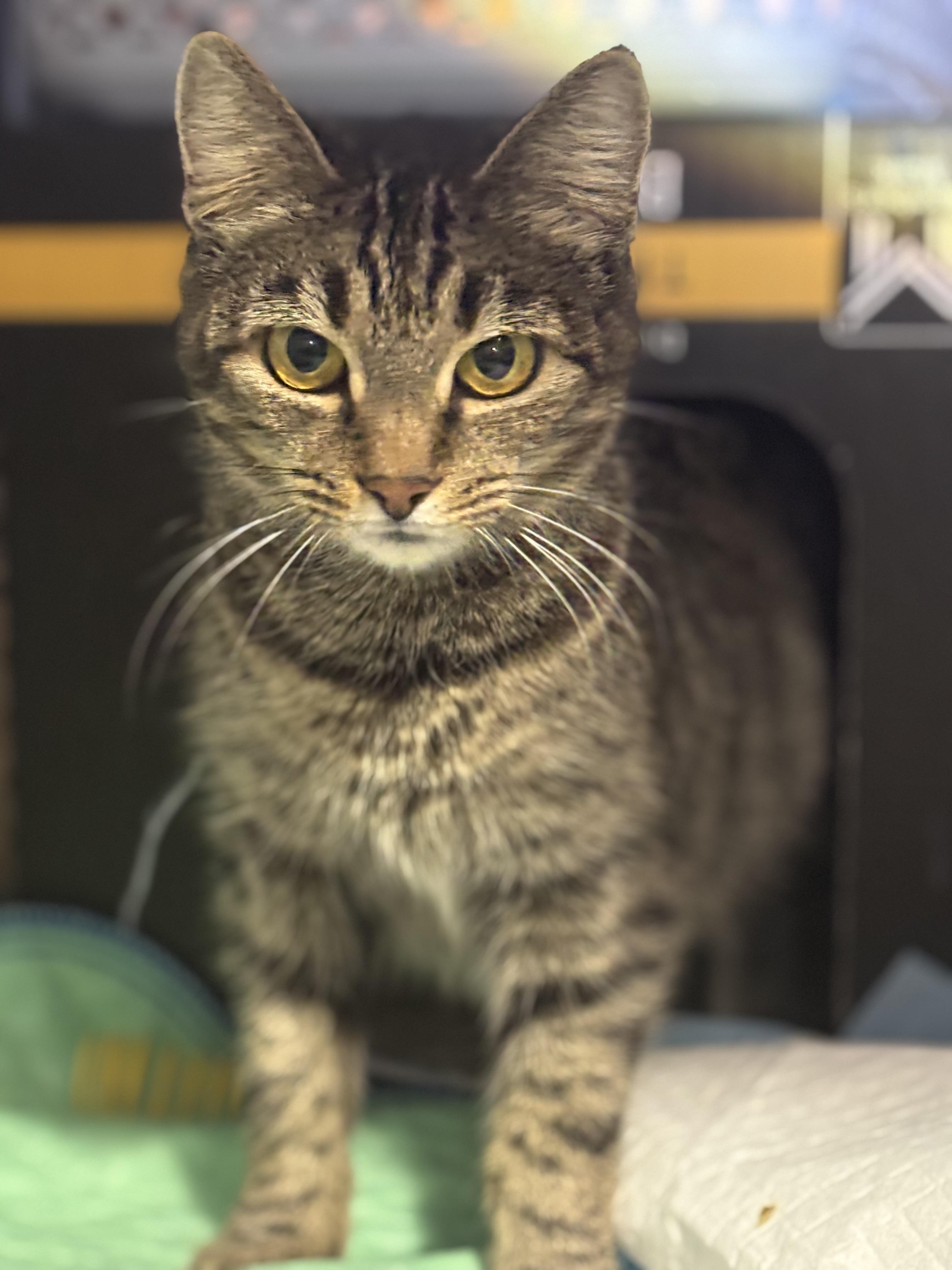 Chloe, an adopted Domestic Short Hair in Pittsburgh, PA image 2/6