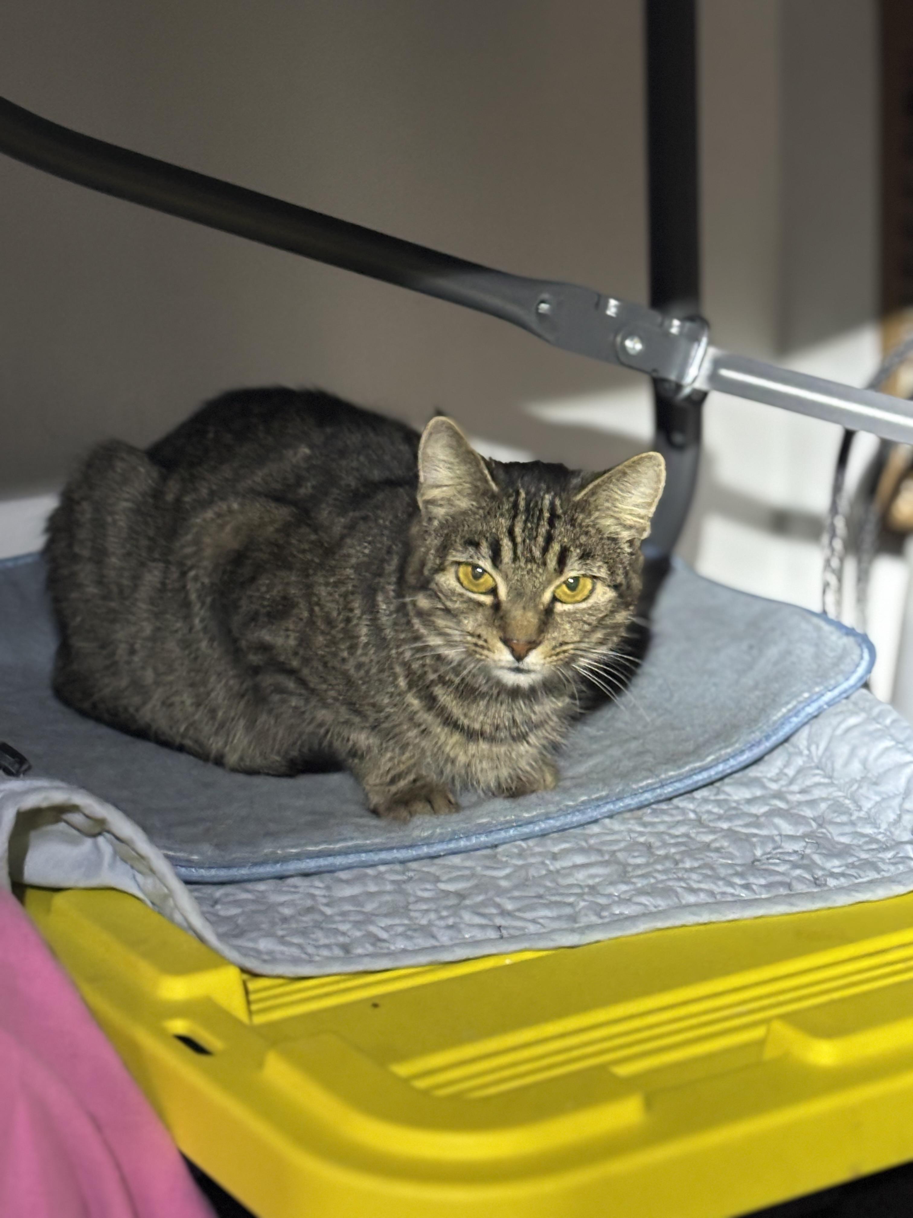Chloe, an adopted Domestic Short Hair in Pittsburgh, PA image 5/6