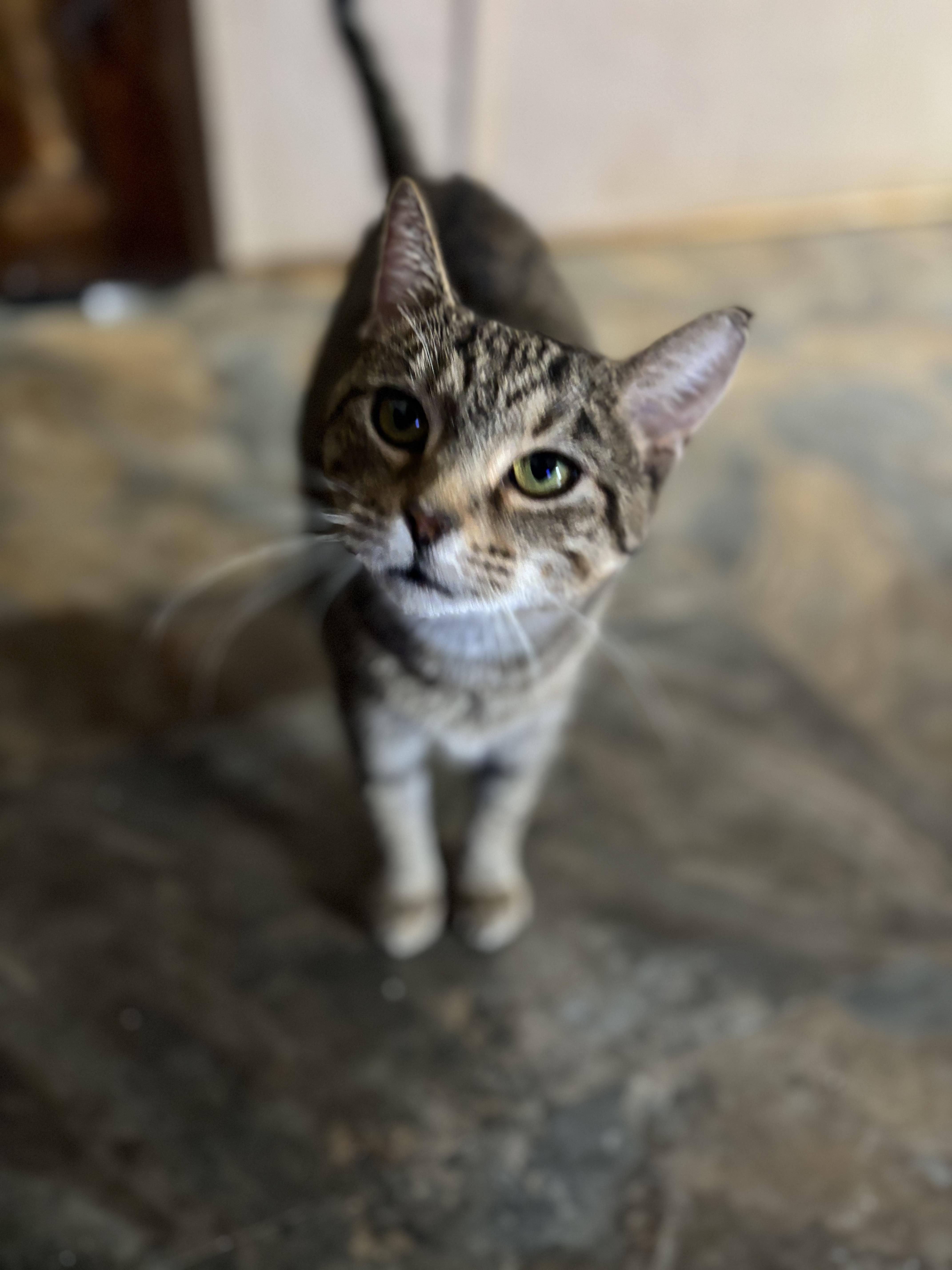 Chloe, an adopted Domestic Short Hair in Pittsburgh, PA image 4/6