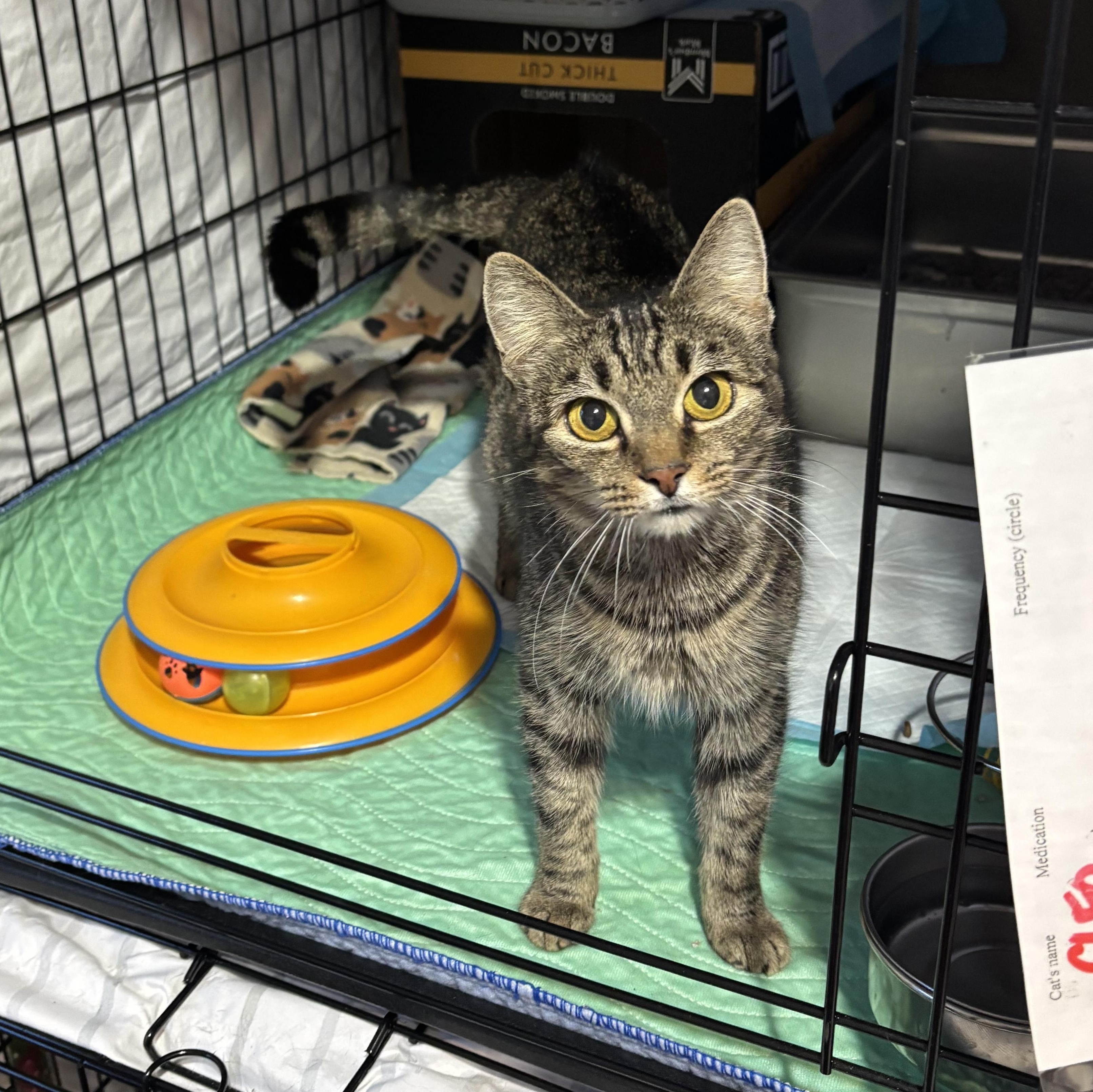 Chloe, an adopted Domestic Short Hair in Pittsburgh, PA image 1/6