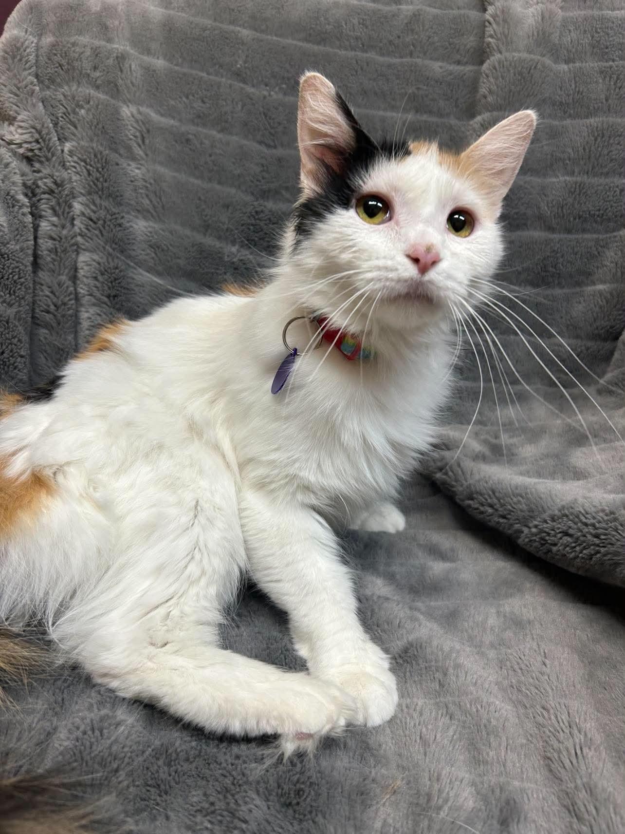 Edith, ADOPTABLE, Young Female Domestic Medium Hair.