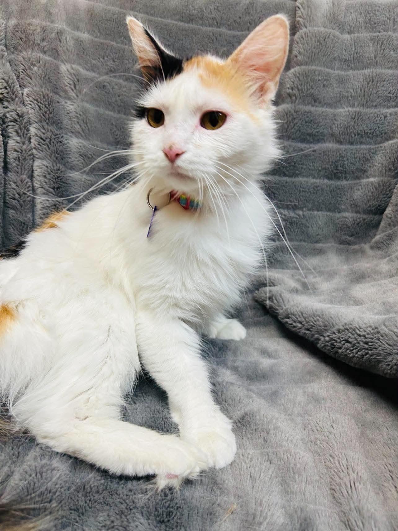 Enlarge Edith, a ADOPTABLE Domestic Medium Hair in Alexandria, MN image 2/3