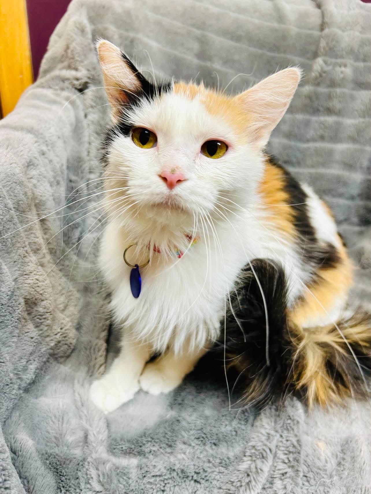 Enlarge Edith, a ADOPTABLE Domestic Medium Hair in Alexandria, MN image 3/3