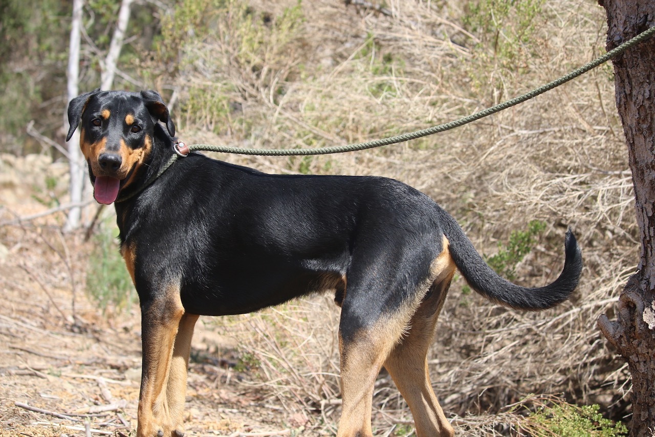 Funzie, Adoptable, Adult Male Doberman Pinscher.