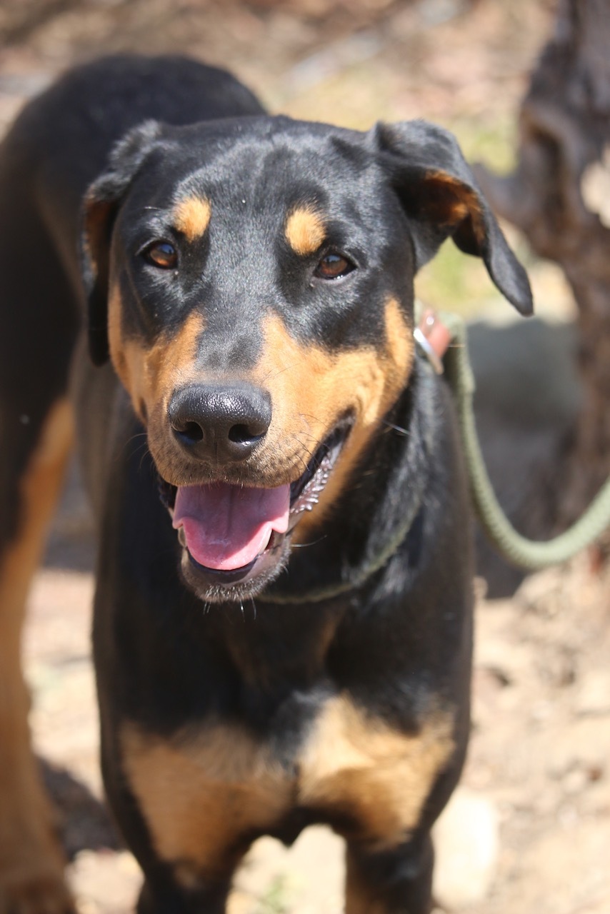 Enlarge Funzie, a Adoptable Doberman Pinscher in Fillmore, CA image 2/12