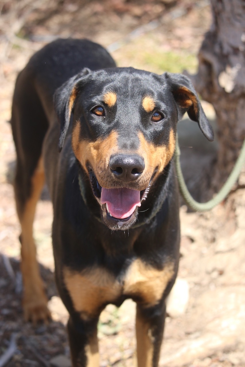 Enlarge Funzie, a Adoptable Doberman Pinscher in Fillmore, CA image 3/12