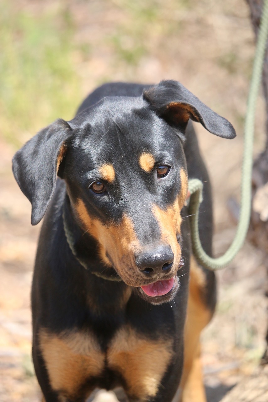 Enlarge Funzie, a Adoptable Doberman Pinscher in Fillmore, CA image 4/12