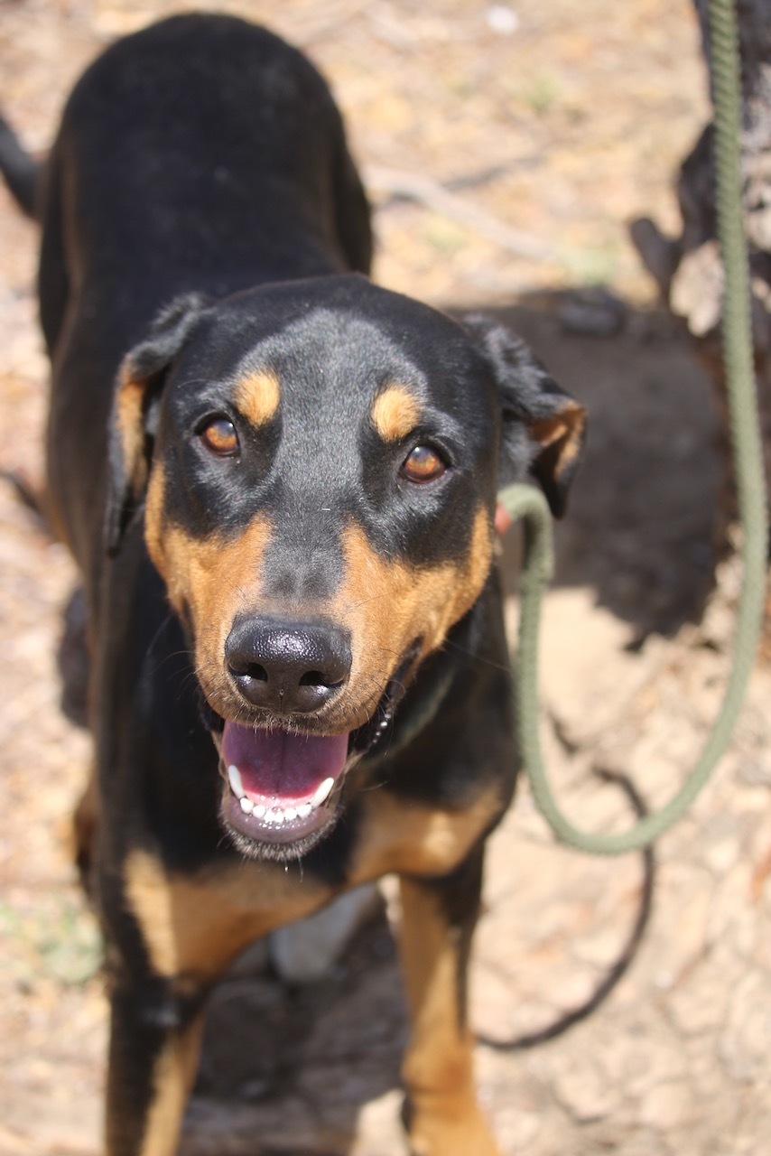 Enlarge Funzie, a Adoptable Doberman Pinscher in Fillmore, CA image 5/12