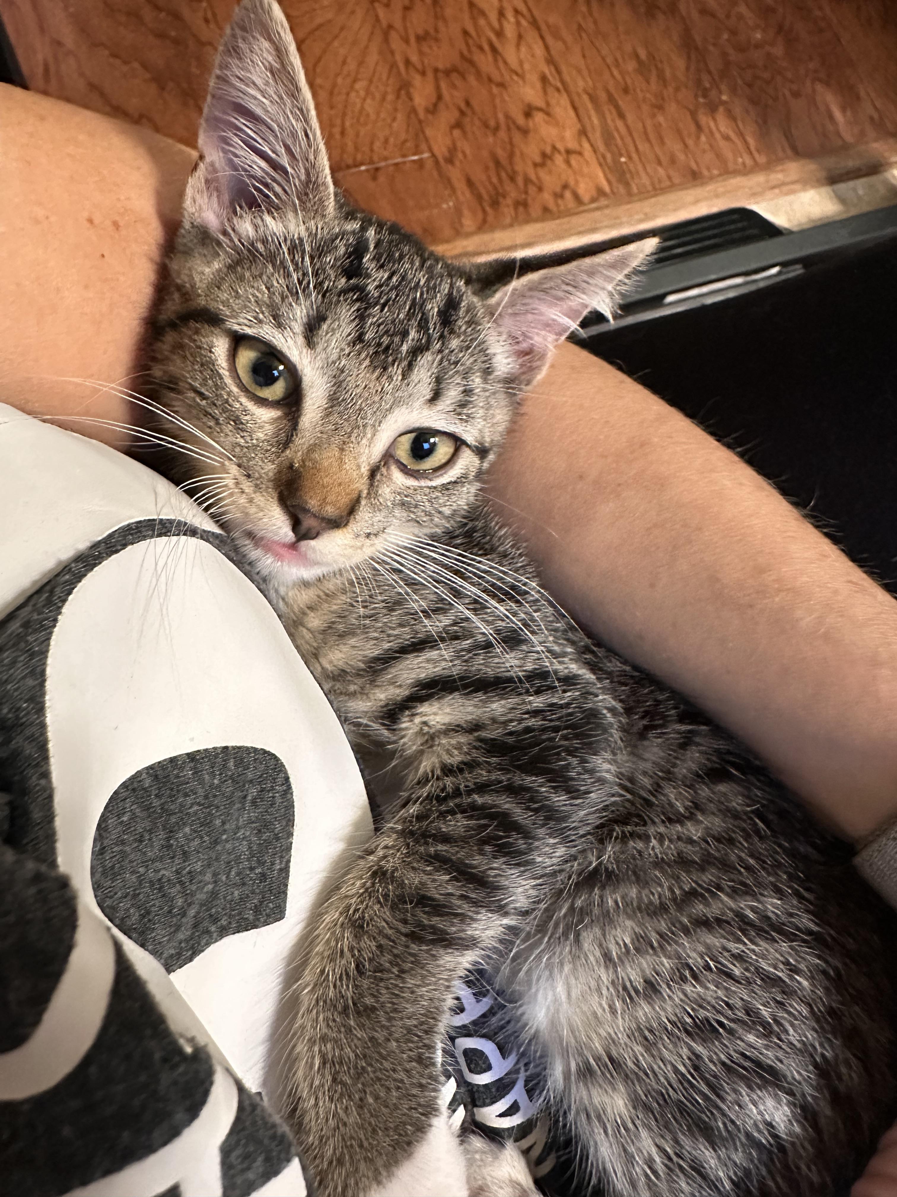 Derecho - Riley Fuzzel Petsmart
