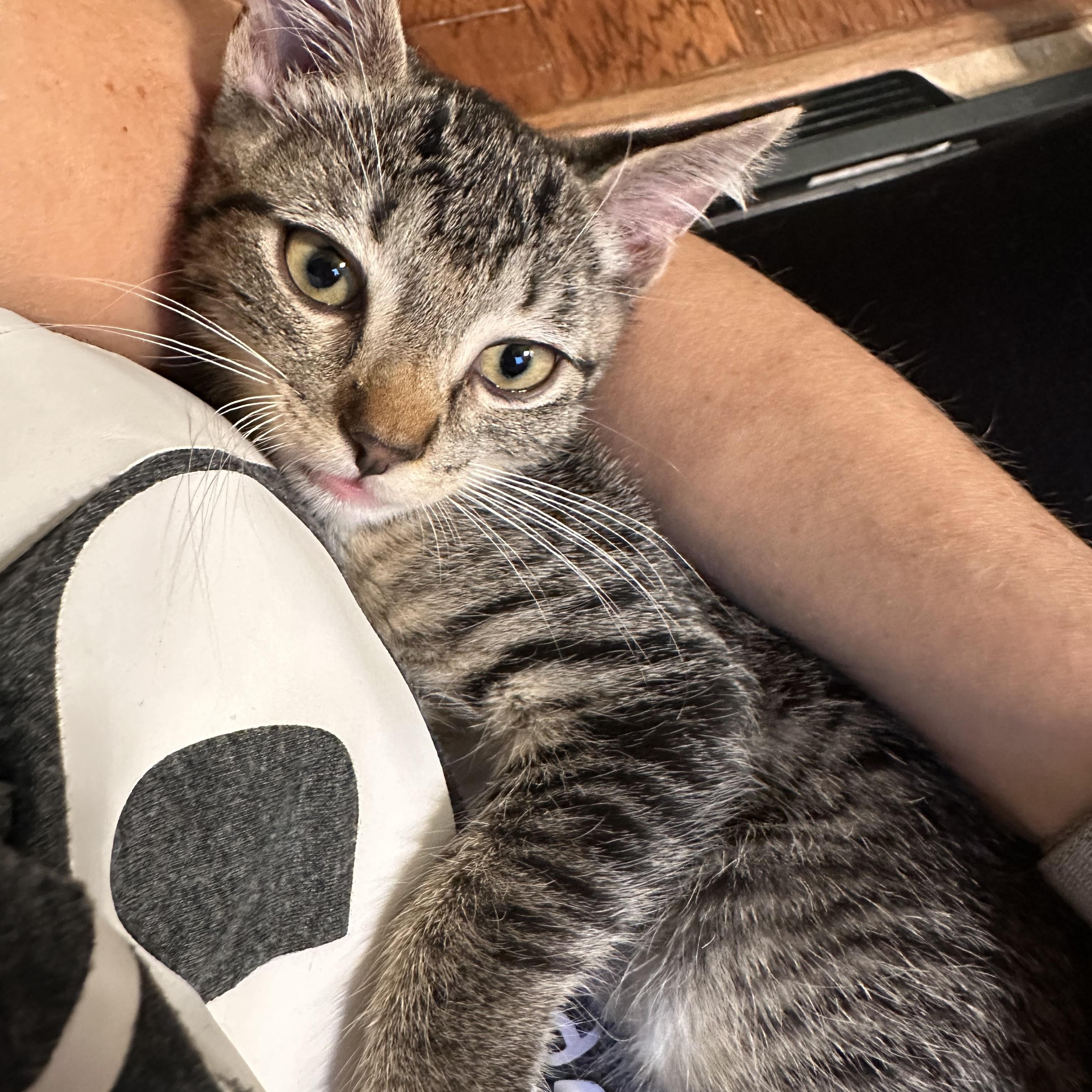 Derecho - Riley Fuzzel Petsmart