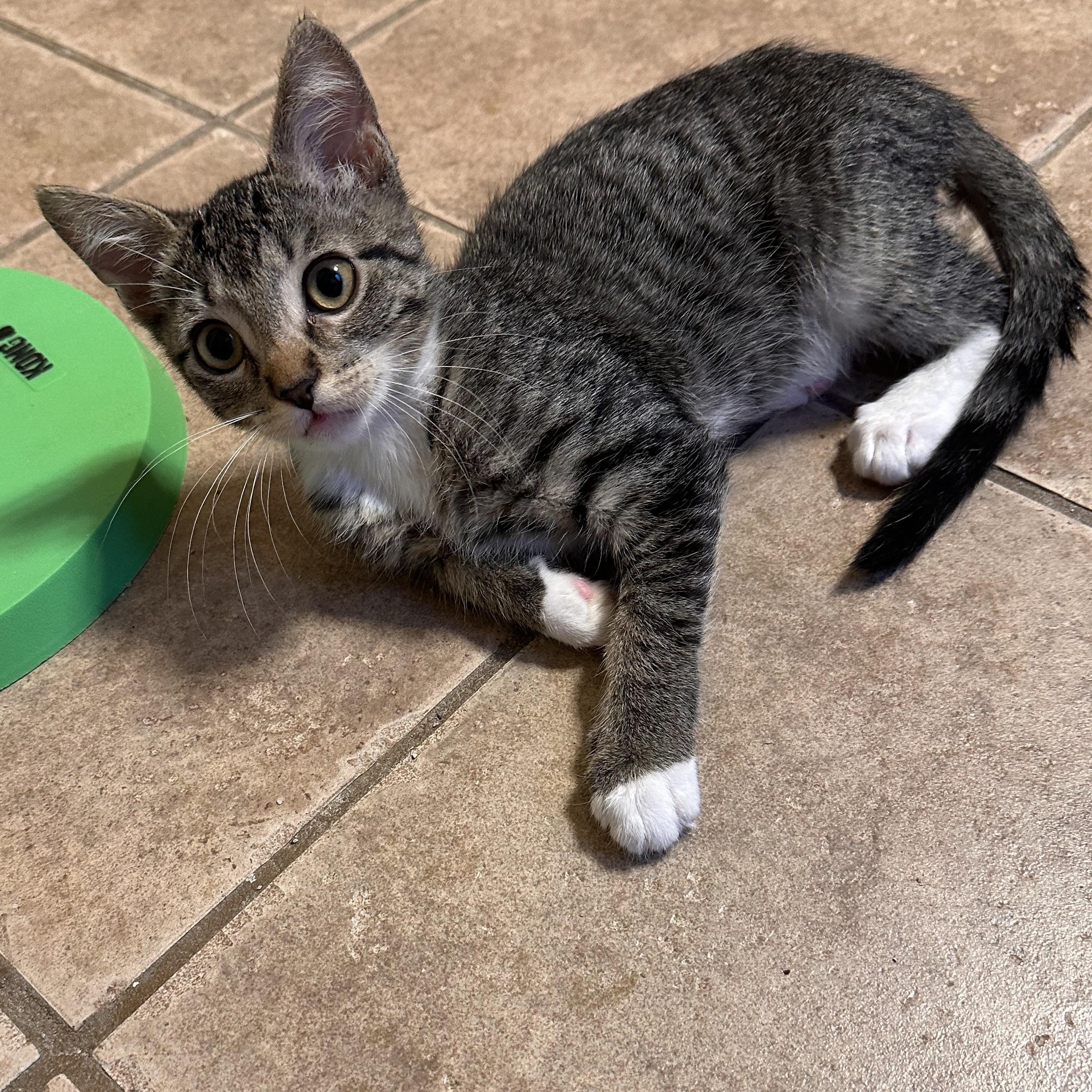 Derecho - Riley Fuzzel Petsmart