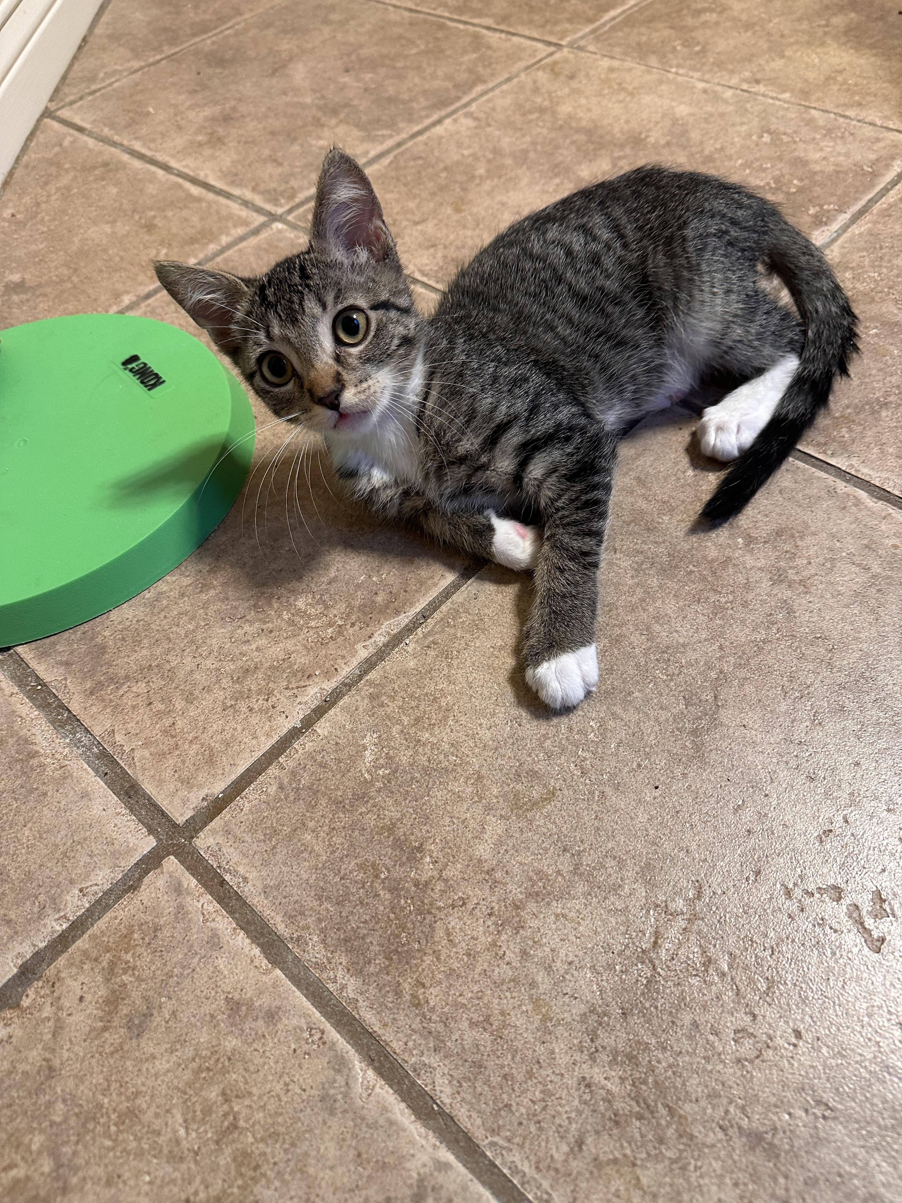 Derecho - Riley Fuzzel Petsmart