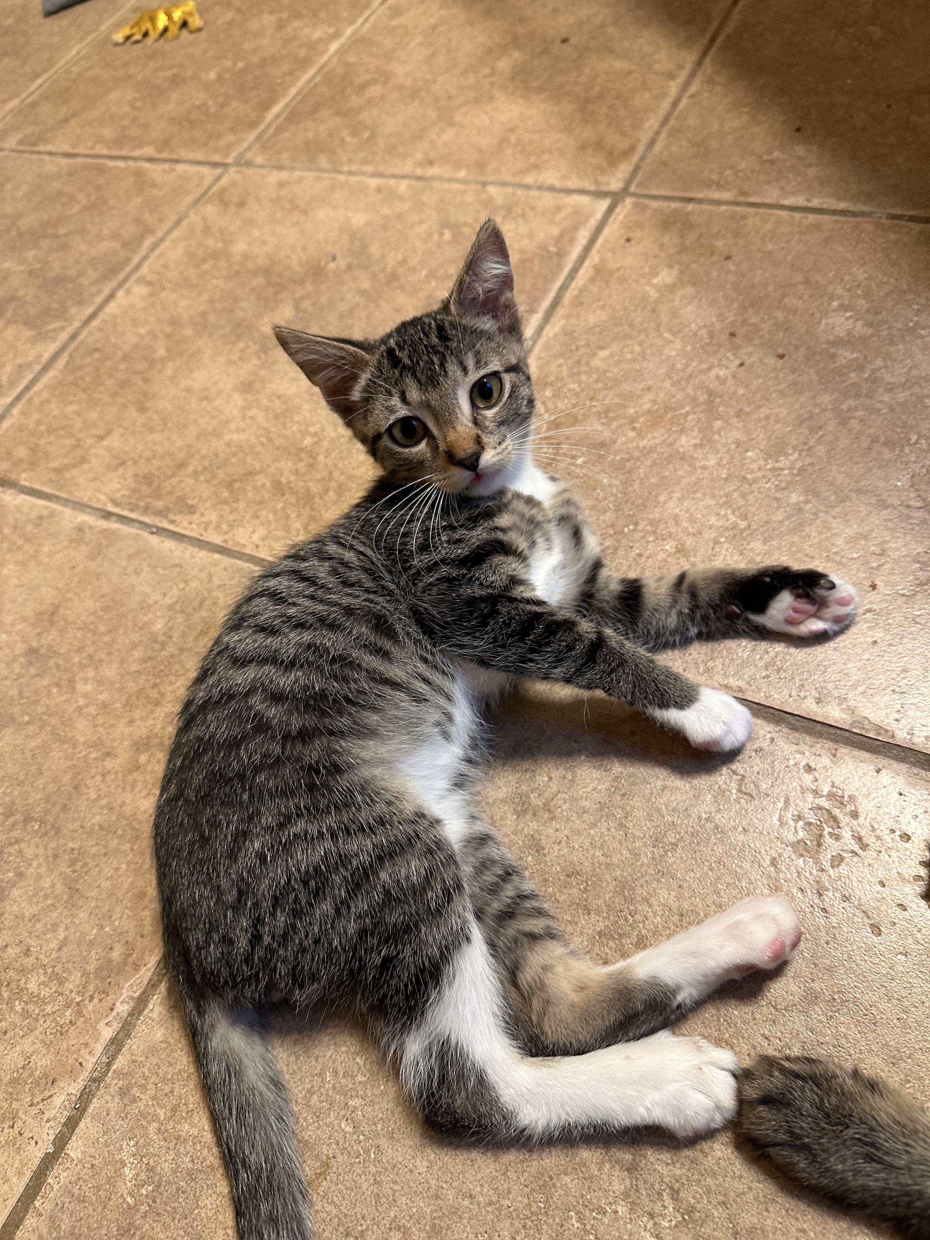 Derecho - Riley Fuzzel Petsmart