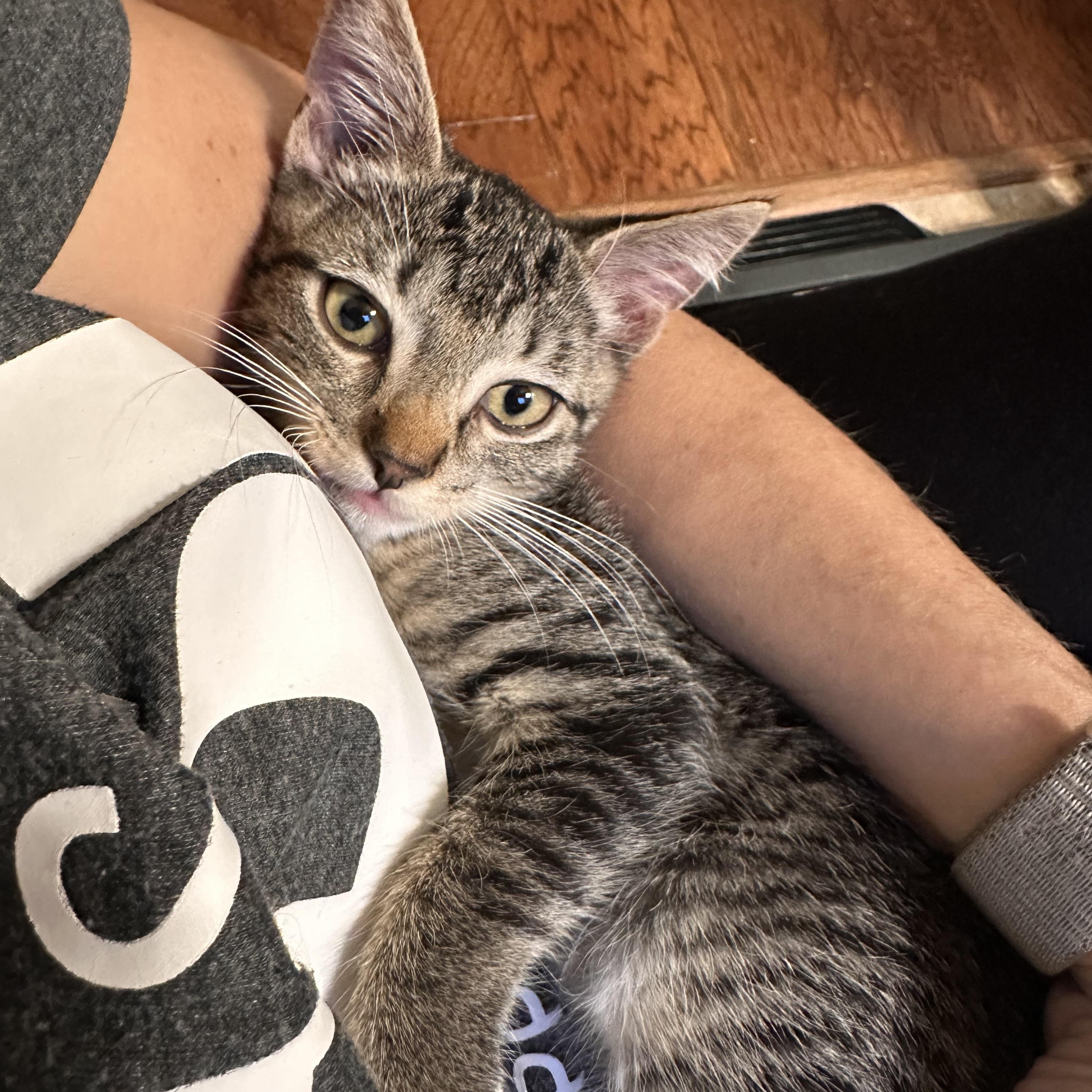 Derecho - Riley Fuzzel Petsmart