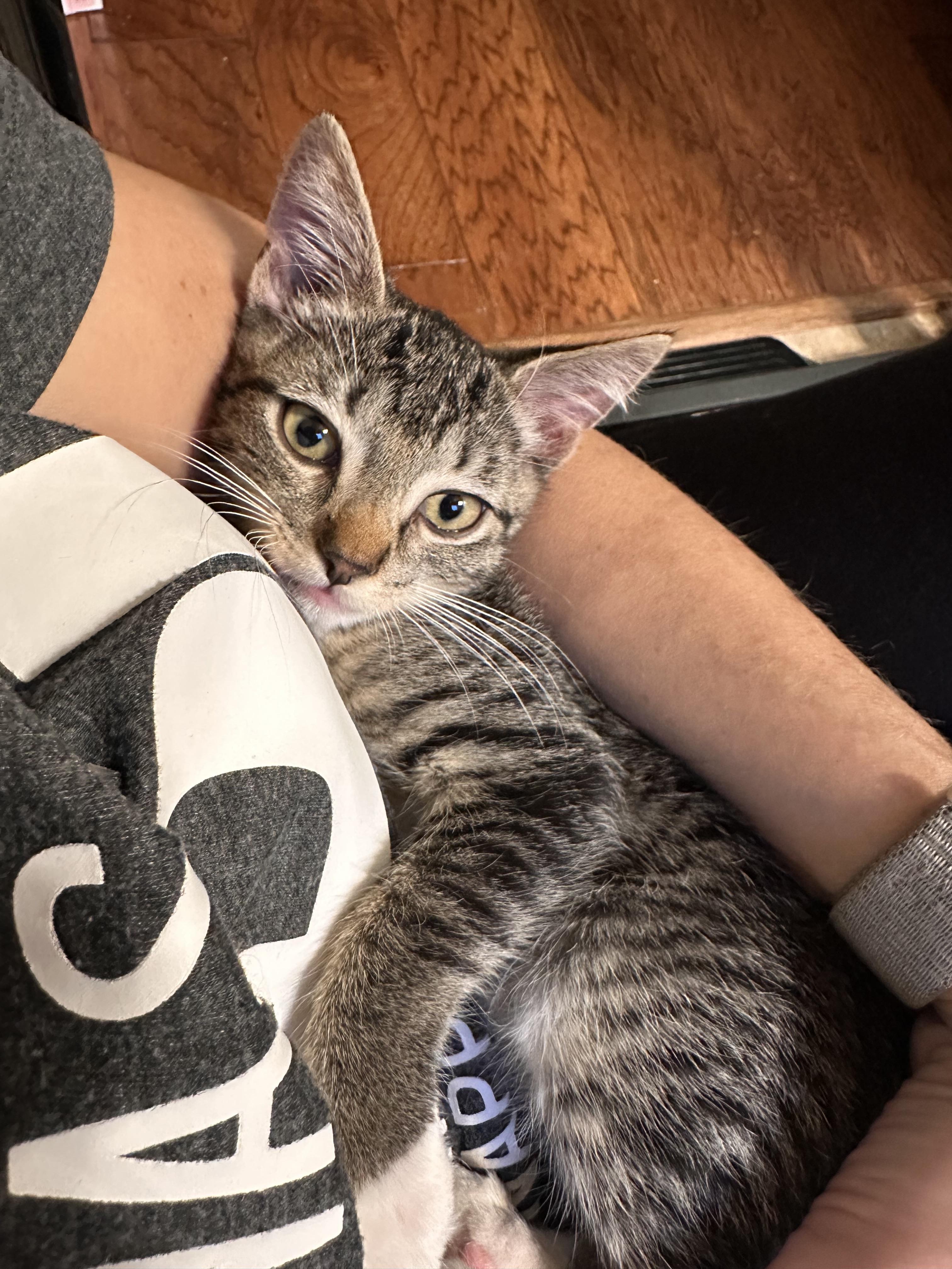 Derecho - Riley Fuzzel Petsmart