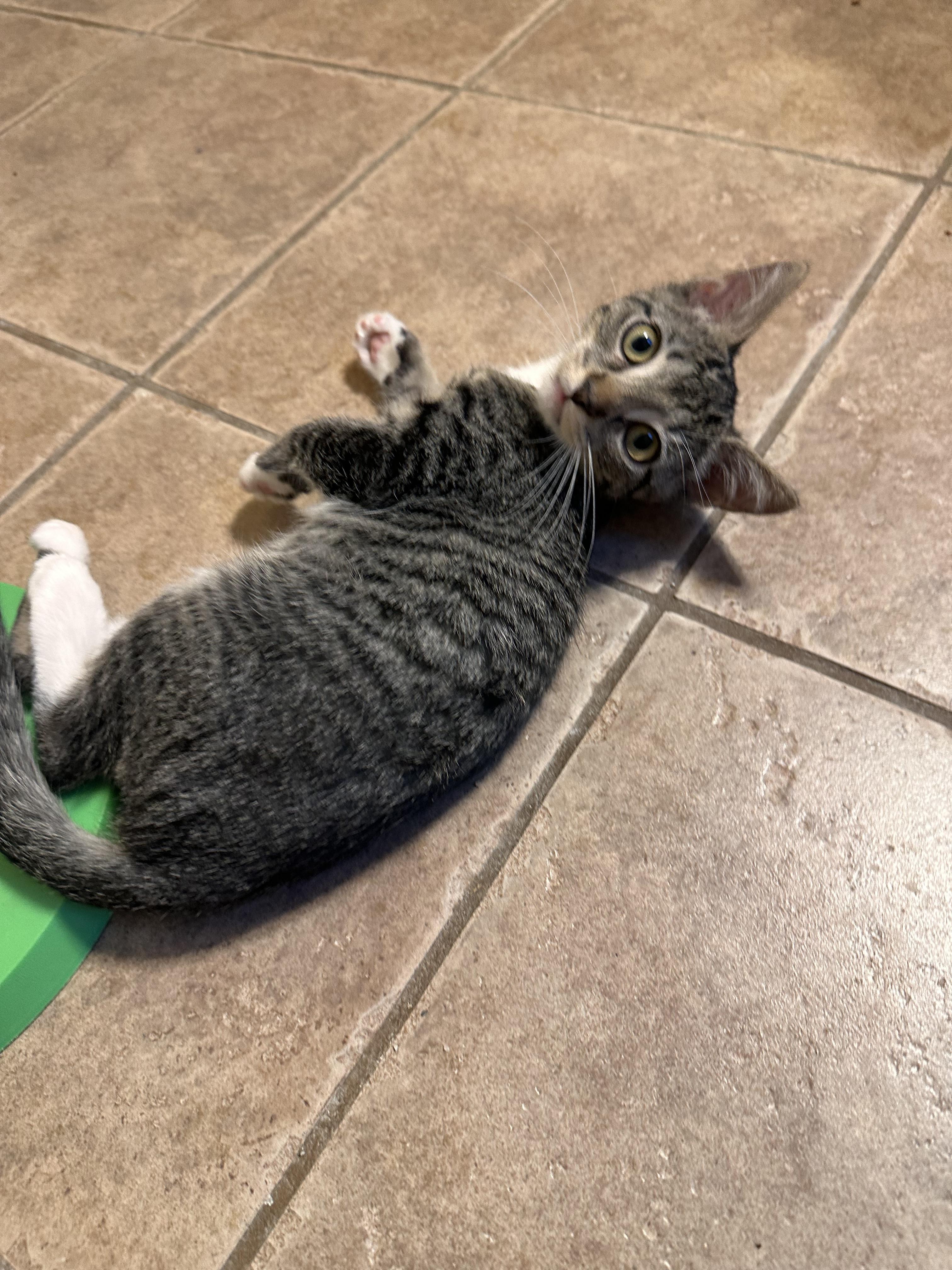 Derecho - Riley Fuzzel Petsmart