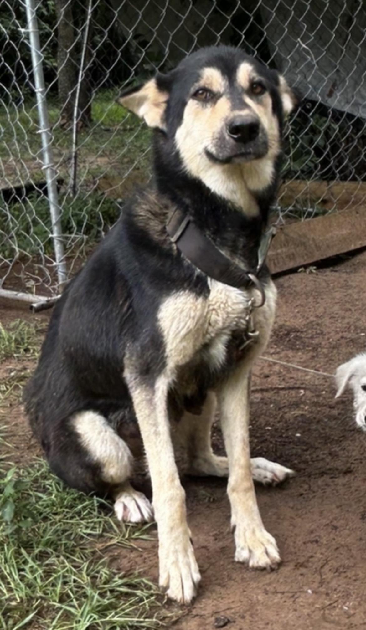 Enlarge Lady, a Adopted German Shepherd Dog in conroe, TX image 2/2