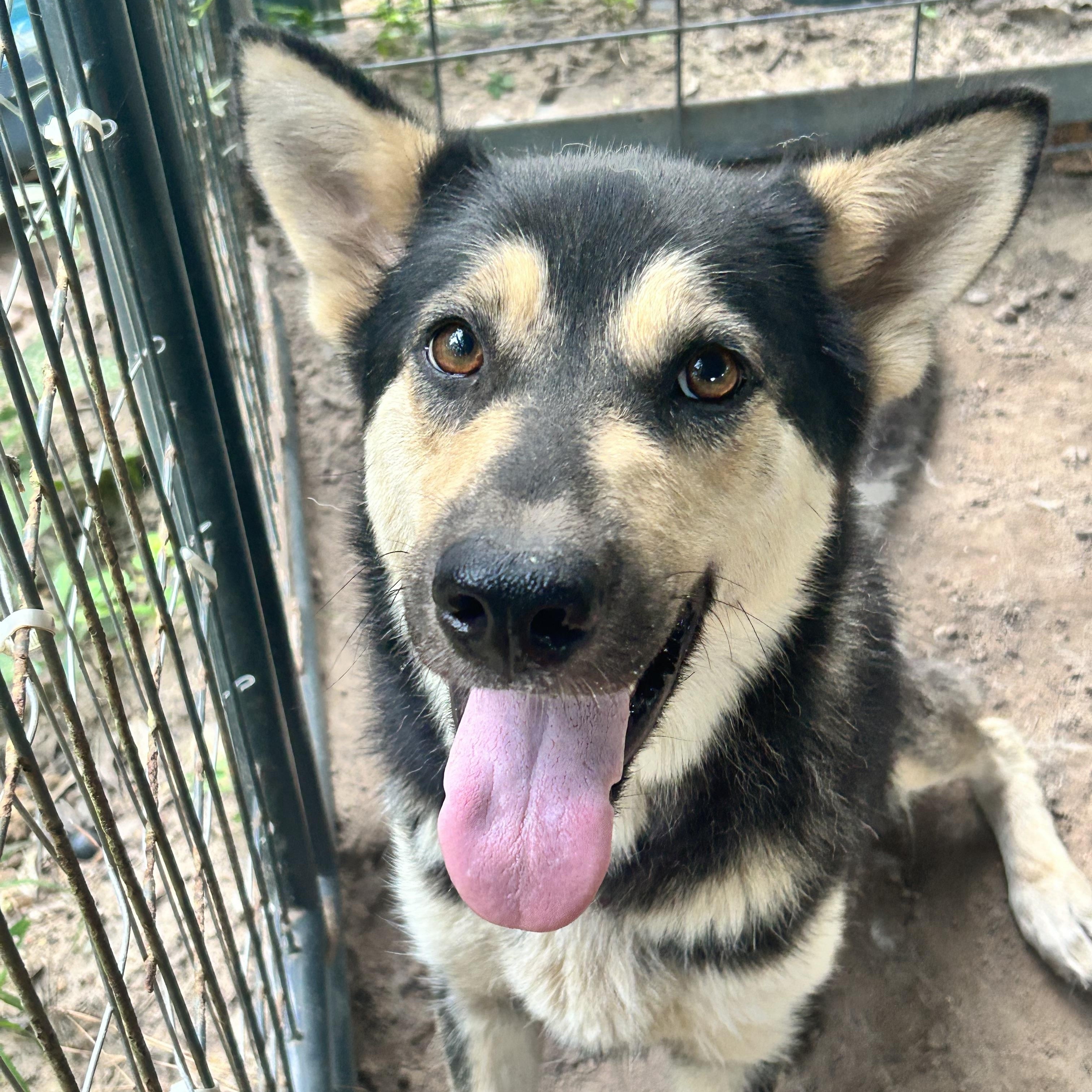 Lady, Adopted, Adult Female German Shepherd Dog.