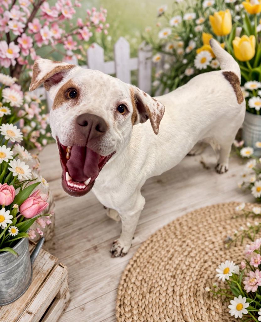 Daisy, Adoptable, Adult Female Pit Bull Terrier.