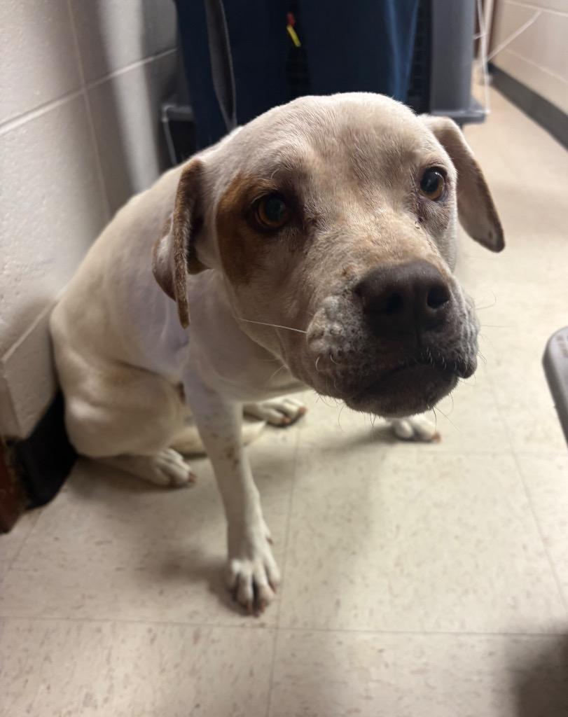 Enlarge Daisy, a Adoptable Pit Bull Terrier in Rock Springs, WY image 2/2