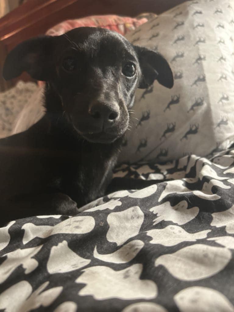 Blacky, Adoptable, Young Male Miniature Pinscher.