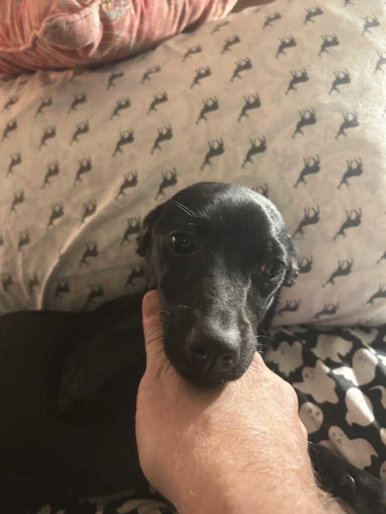 Blacky, a Adoptable mixed breed in Hazelwood, MO image 3/6