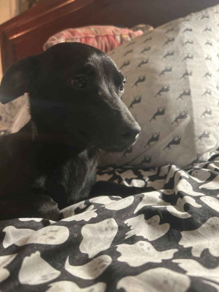 Blacky, a Adoptable mixed breed in Hazelwood, MO image 4/6