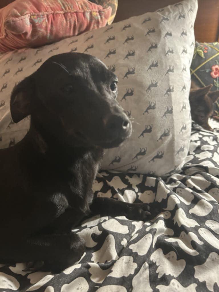 Blacky, a Adoptable mixed breed in Hazelwood, MO image 6/6