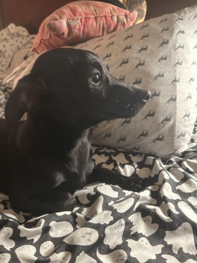 Blacky, a Adoptable mixed breed in Hazelwood, MO image 2/6