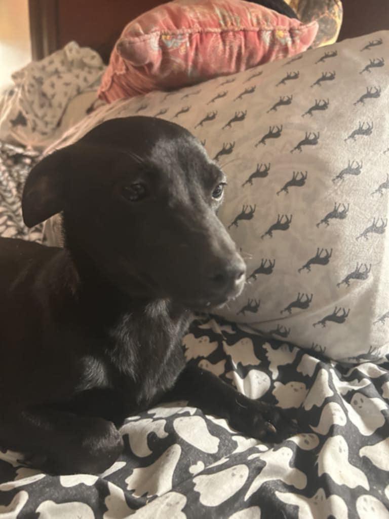 Blacky, a Adoptable mixed breed in Hazelwood, MO image 5/6