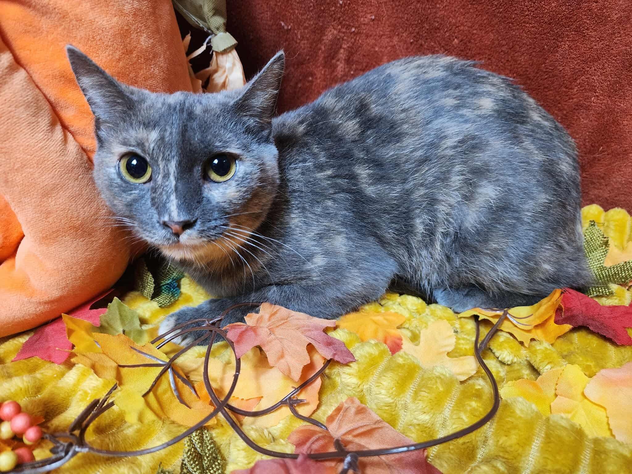 Nilla, a Adoptable mixed breed in Greensburg, PA image 4/6