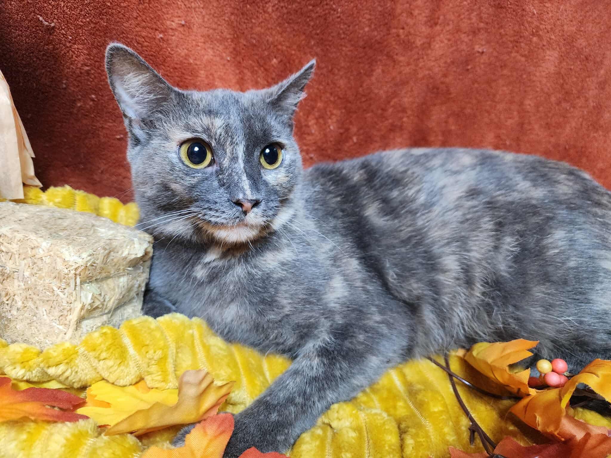 Nilla, a Adoptable mixed breed in Greensburg, PA image 5/6