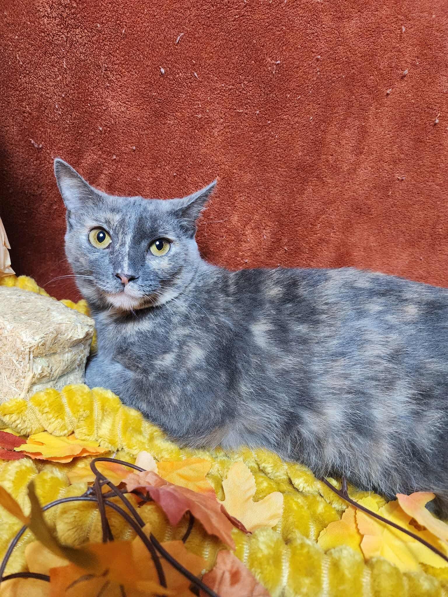 Nilla, a Adoptable mixed breed in Greensburg, PA image 6/6
